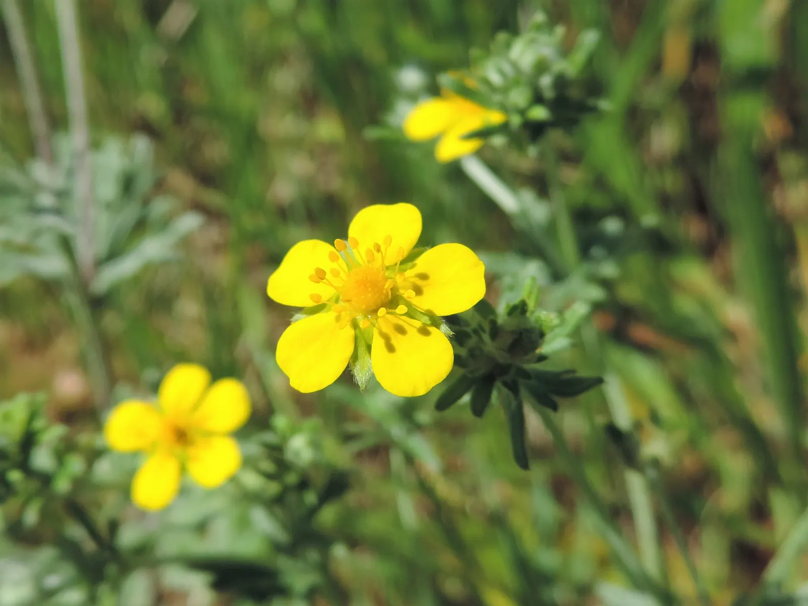 Cinquefoil (Potentilla Neumanniana) — It is a versatile plant that thrives in USDA Hardiness Zones 4 through 8