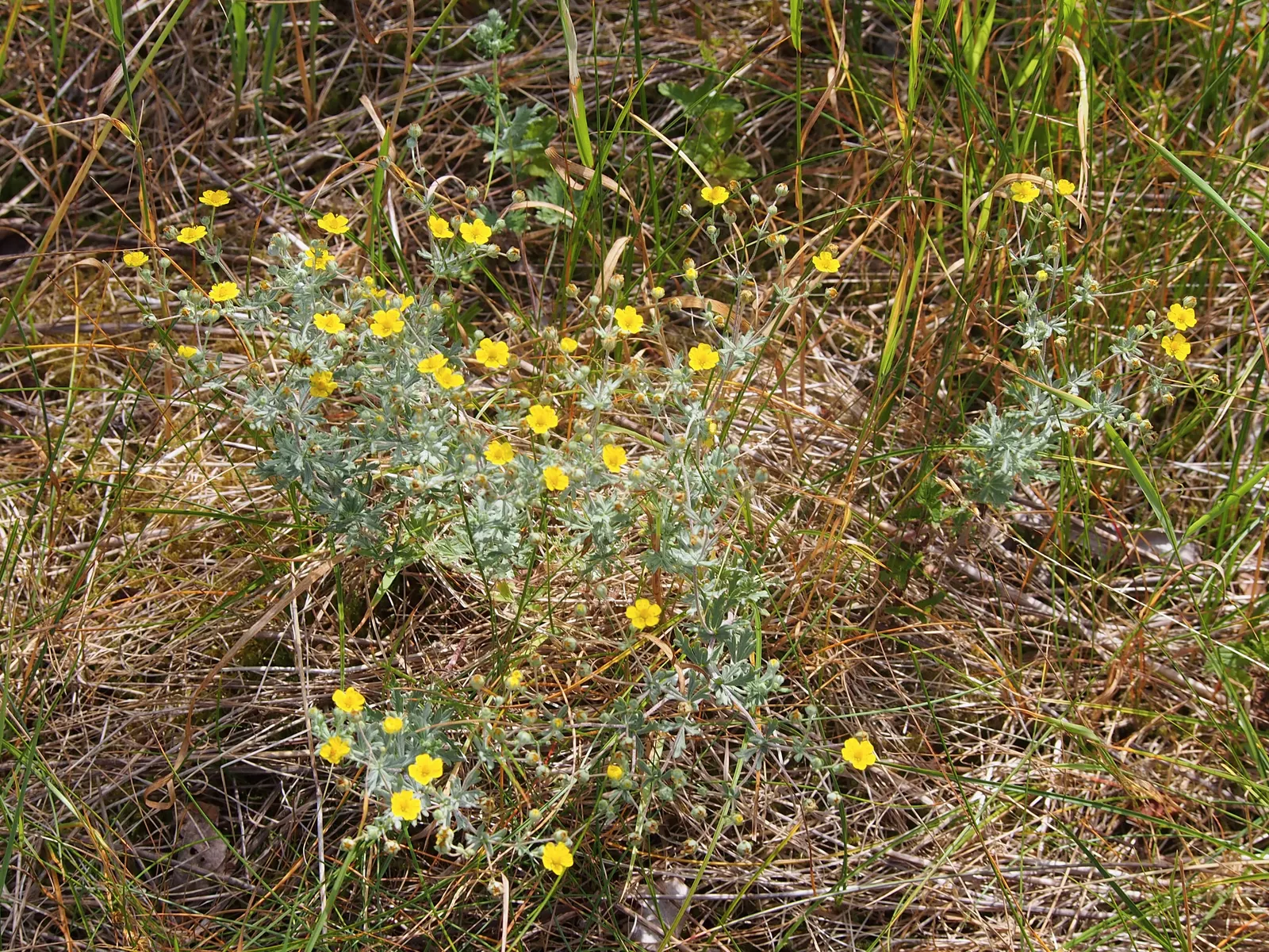 Cinquefoil (Potentilla Neumanniana) — about 0.5 to 1 inch in diameter; its semi-evergreen foliage ensures year-round interest, image 65