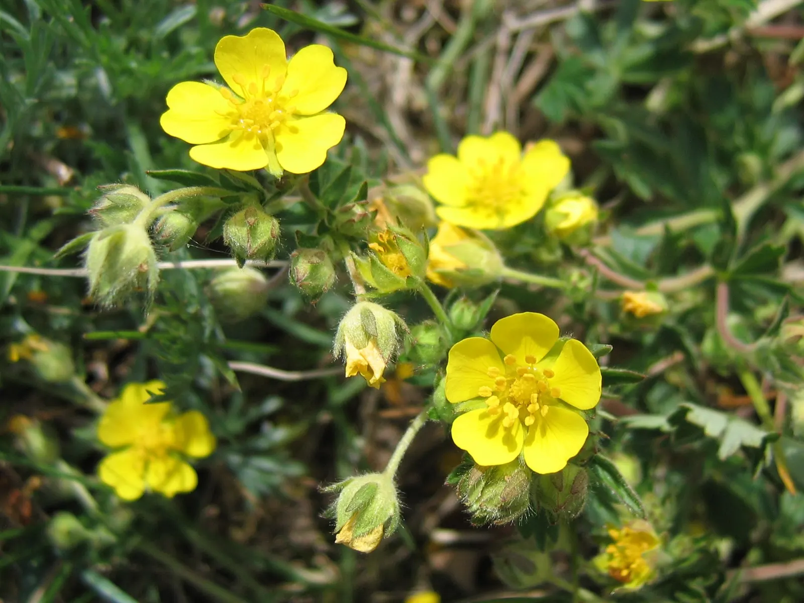 Cinquefoil (Potentilla Neumanniana) — Cinquefoil is drought-resistant; it is a versatile plant that thrives in USDA Hardiness Zones 4 through 8