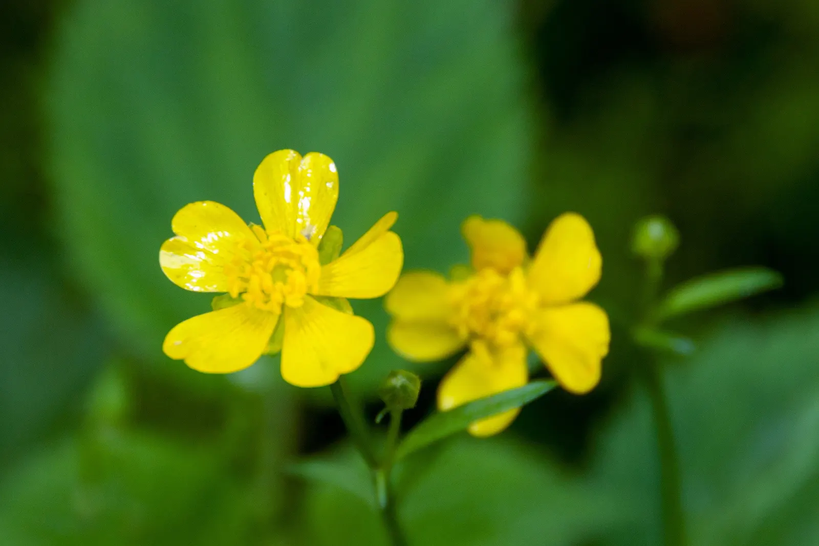 Cinquefoil (Potentilla Neumanniana) — which offer a dazzling display of color and attract pollinators to the garden.<br><br>For landscape design
