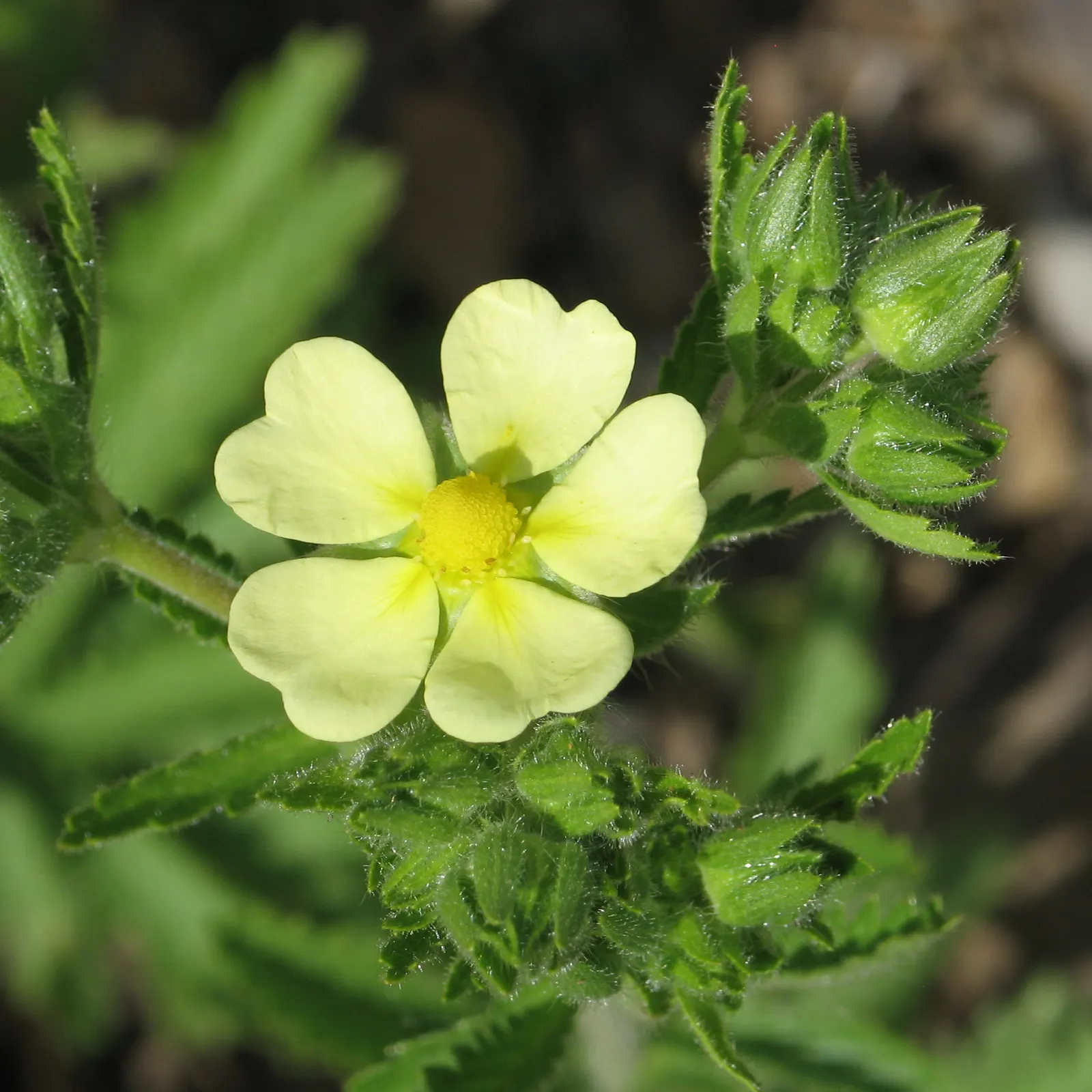 Cinquefoil (Potentilla Neumanniana) — low-lying contrast to taller plants and structures, image 104