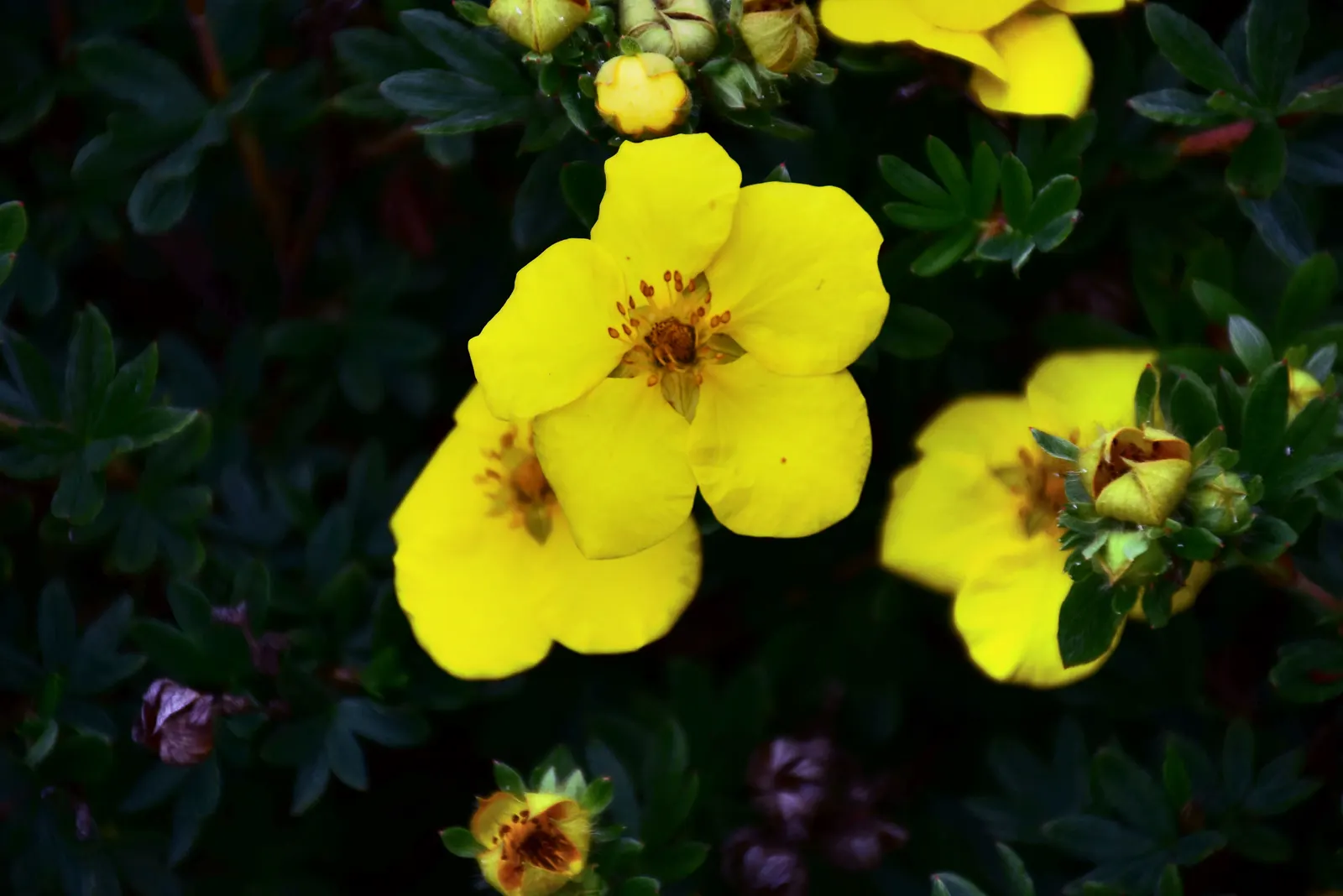Cinquefoil (Potentilla Neumanniana) — is a perennial groundcover that boasts vibrant green; low-maintenance landscapes, image 169