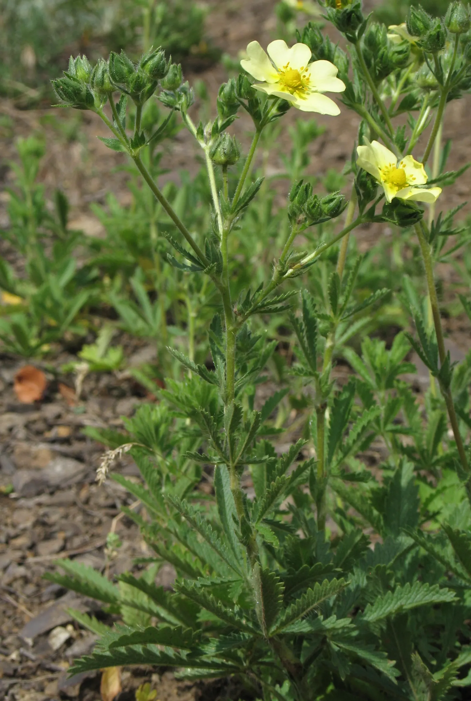 Cinquefoil (Potentilla Neumanniana) — It features bright yellow, five-petaled flowers spanning 0.5-1 inches across atop trifoliate green leaves, image 191