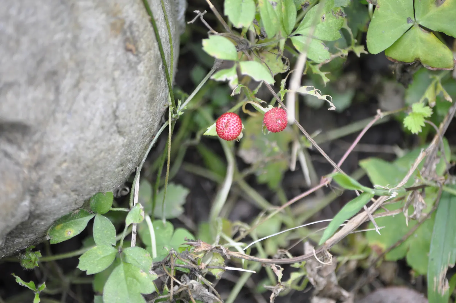 Cinquefoil (Potentilla Neumanniana) — the plant is adorned with bright yellow flowers; potentilla neumanniana is an excellent choice for rock, image 118