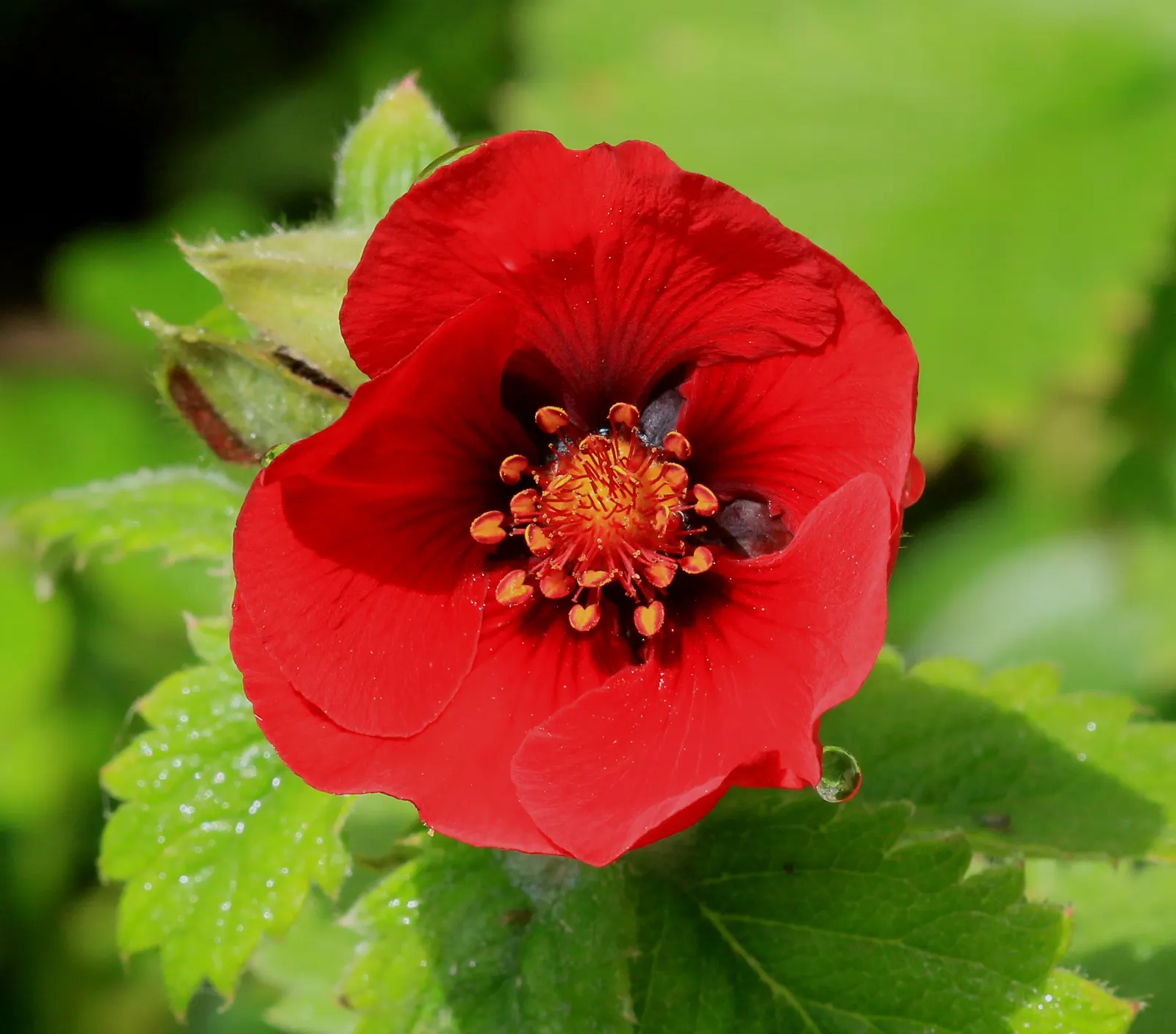 Cinquefoil (Potentilla Neumanniana) — low-maintenance landscapes; incorporating Potentilla neumanniana can provide a vivid, image 127