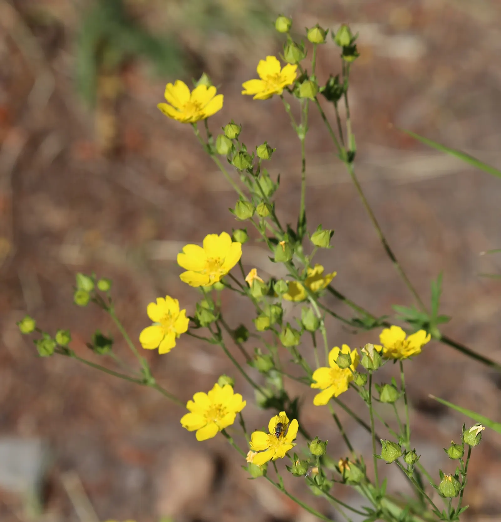 Cinquefoil (Potentilla Neumanniana) — though it flourishes in well-drained; cinquefoil (Potentilla neumanniana) is a low-growing perennial, image 151
