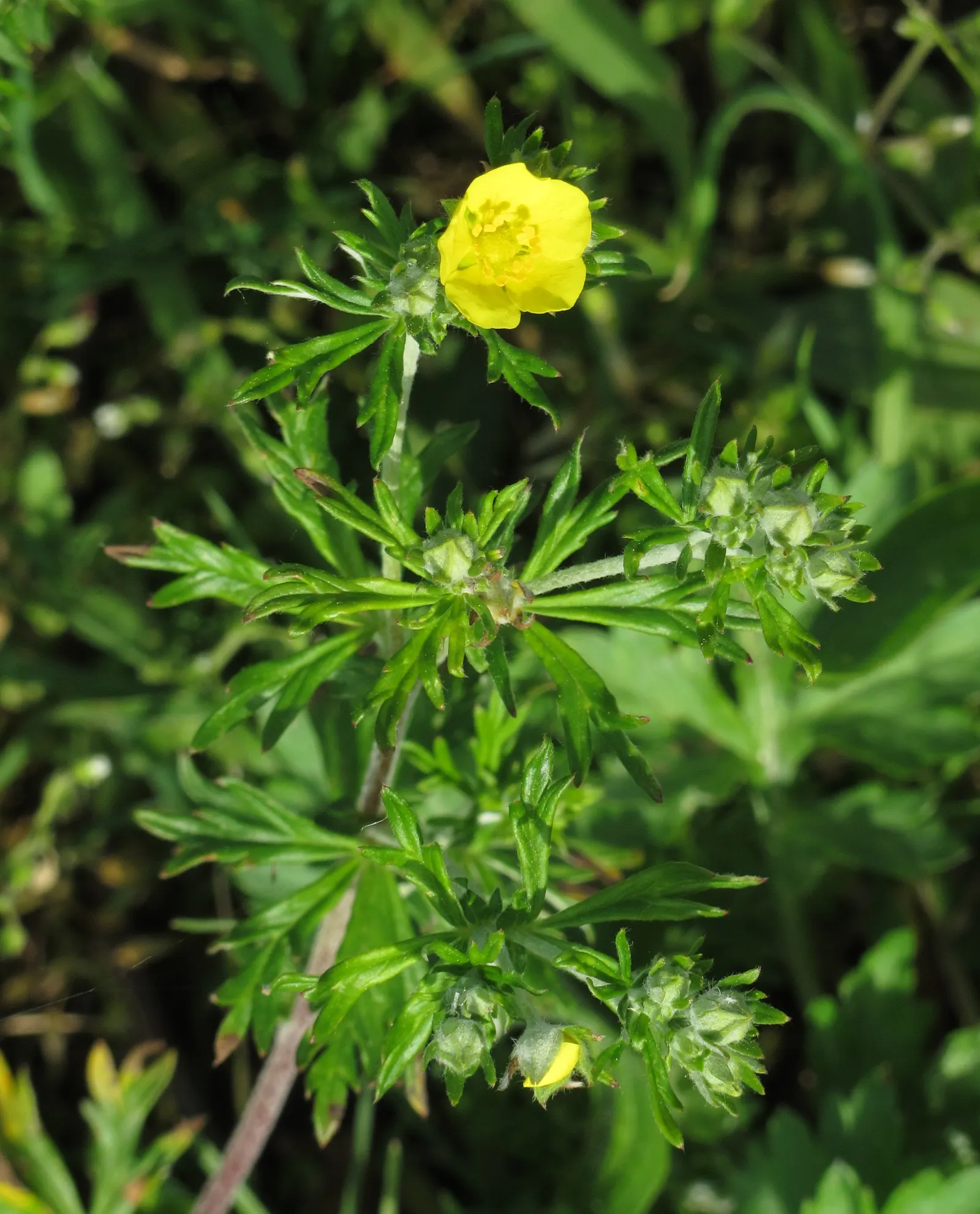 Cinquefoil (Potentilla Neumanniana) — yellow flowers in the garden; the plant is adorned with bright yellow flowers, image 214