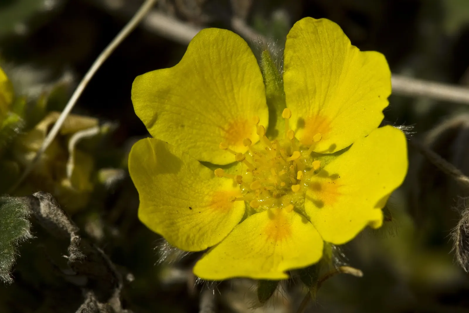 Cinquefoil (Potentilla Neumanniana) — creating an aesthetically pleasing tapestry of texture and color; this groundcover spreads 6-12 inches wide, image 78