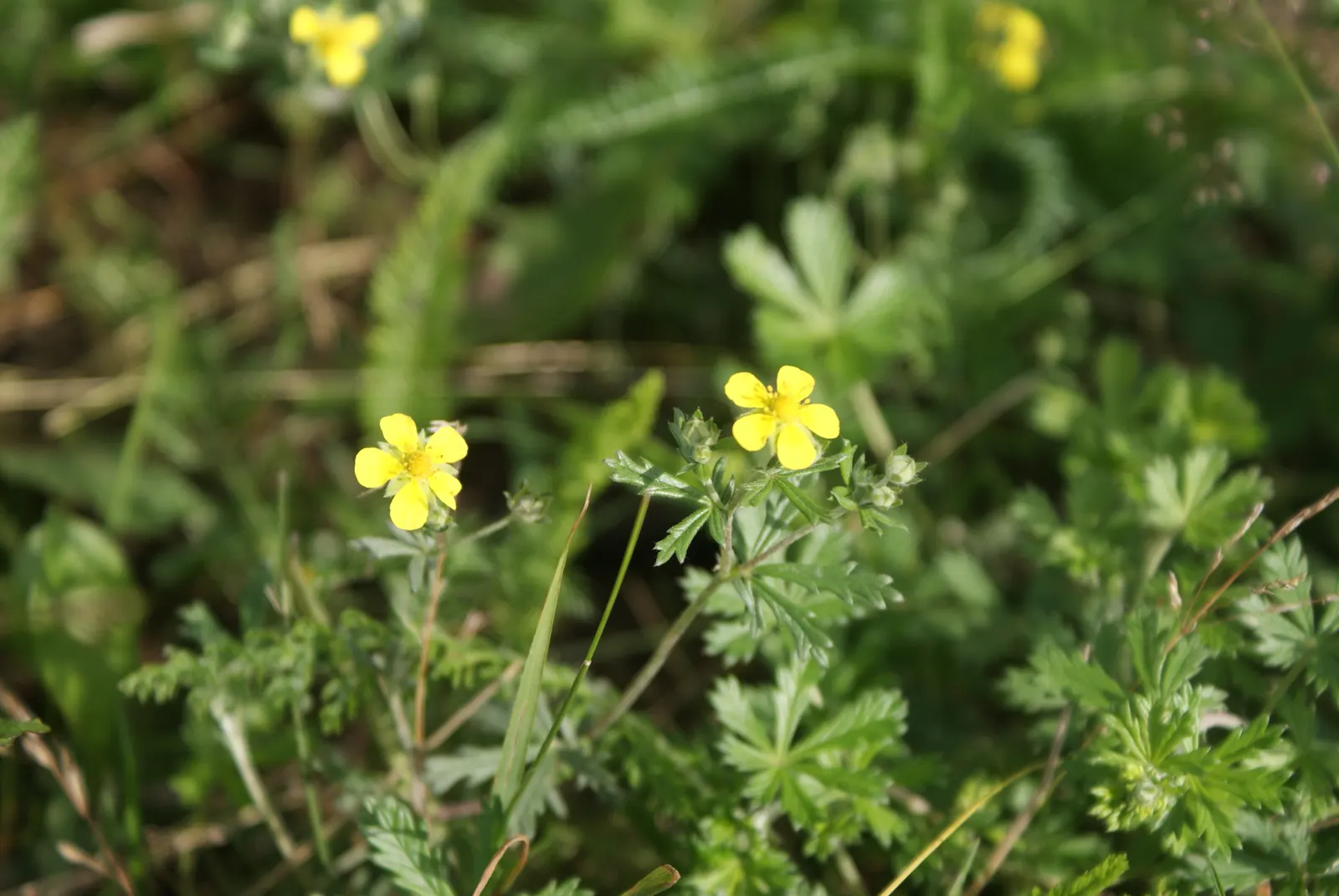 Cinquefoil (Potentilla Neumanniana) — Blooming occurs in early to mid-spring, adding a splash of color to the landscape, image 86