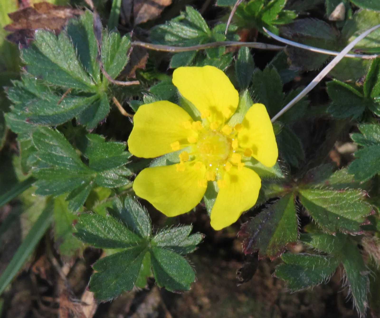 Cinquefoil (Potentilla Neumanniana) — Blooming occurs in early to mid-spring, adding a splash of color to the landscape