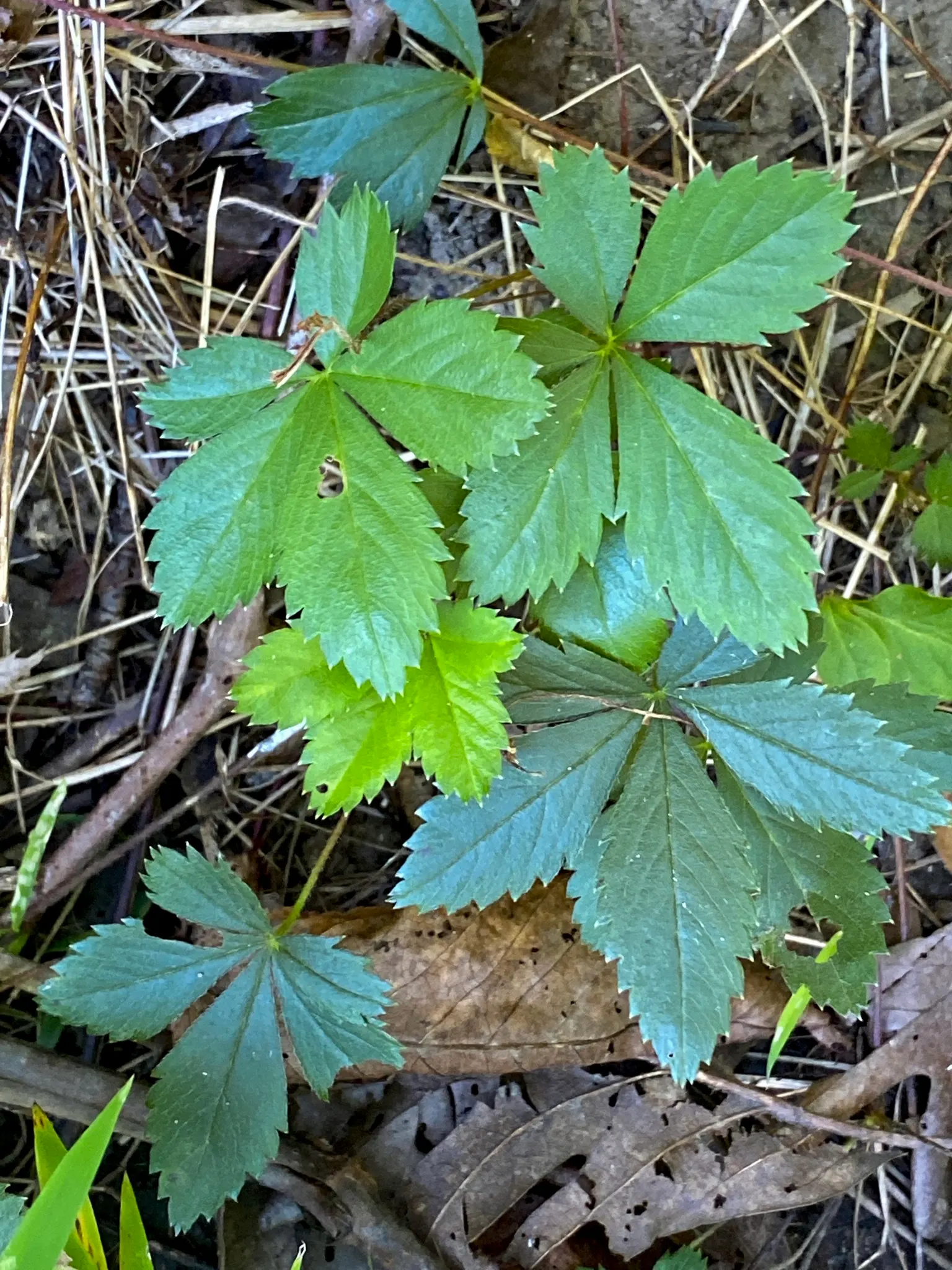 Cinquefoil (Potentilla Neumanniana) — It's drought-tolerant once established and ideal for rock gardens, borders, or erosion control; yellow, image 166