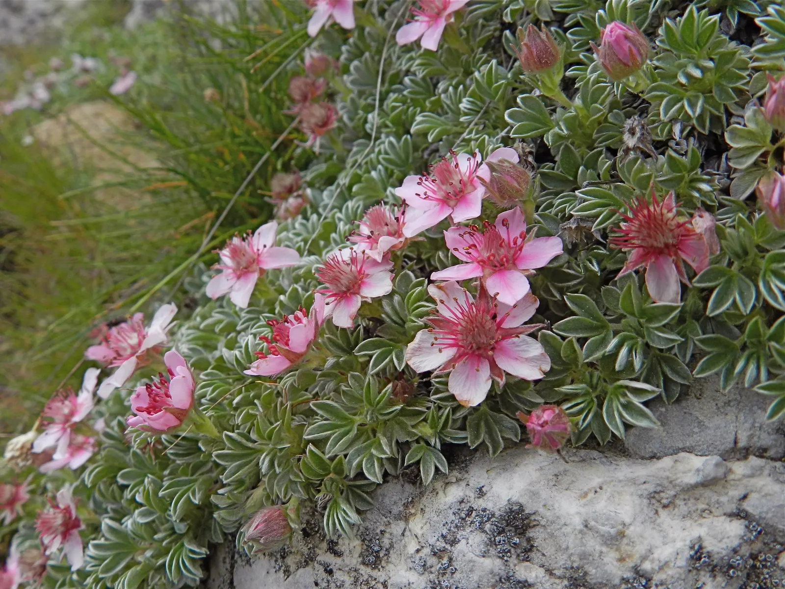 Cinquefoil (Potentilla Neumanniana) — adding to its appeal for sustainable