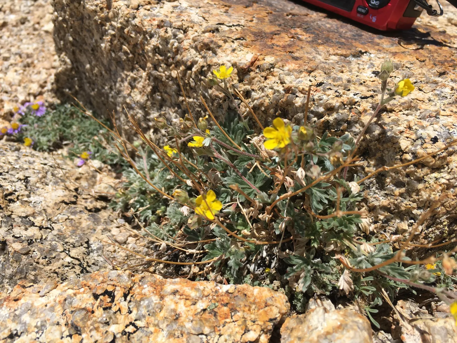 Cinquefoil (Potentilla Neumanniana) — Potentilla neumanniana is an excellent choice for rock gardens; is a perennial groundcover that boasts, image 175