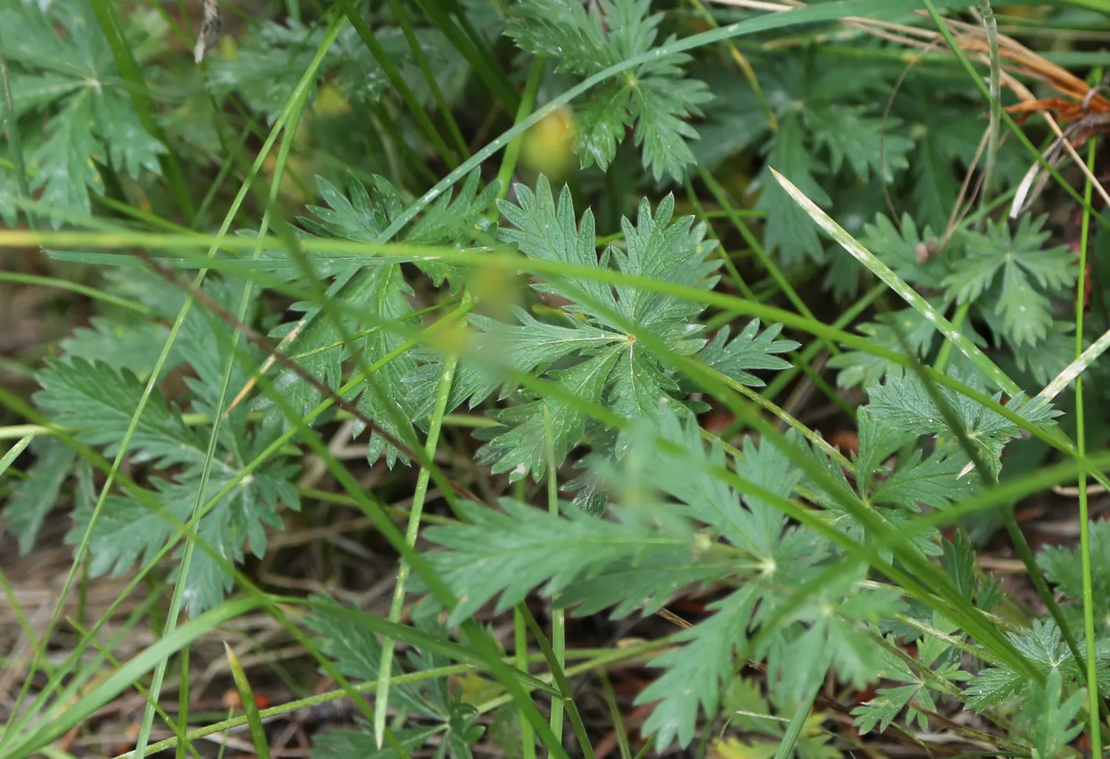 Cinquefoil (Potentilla Neumanniana) — low-maintenance landscapes