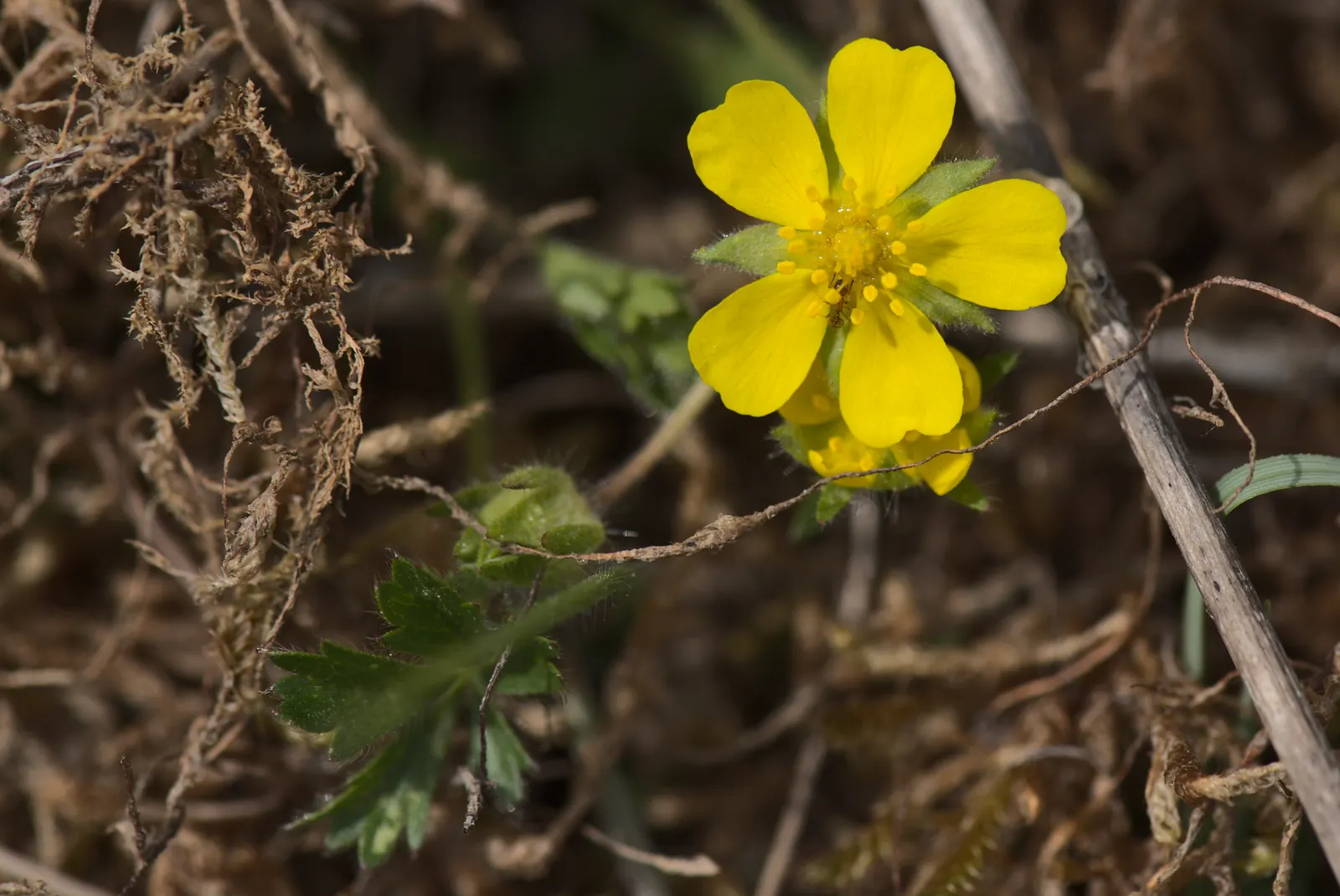 Cinquefoil (Potentilla Neumanniana) — ground cover with yellow blooms; cinquefoil is drought-resistant