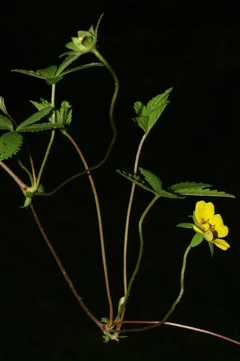 Cinquefoil (Potentilla Neumanniana) — about 0.5 to 1 inch in diameter; its semi-evergreen foliage ensures year-round interest
