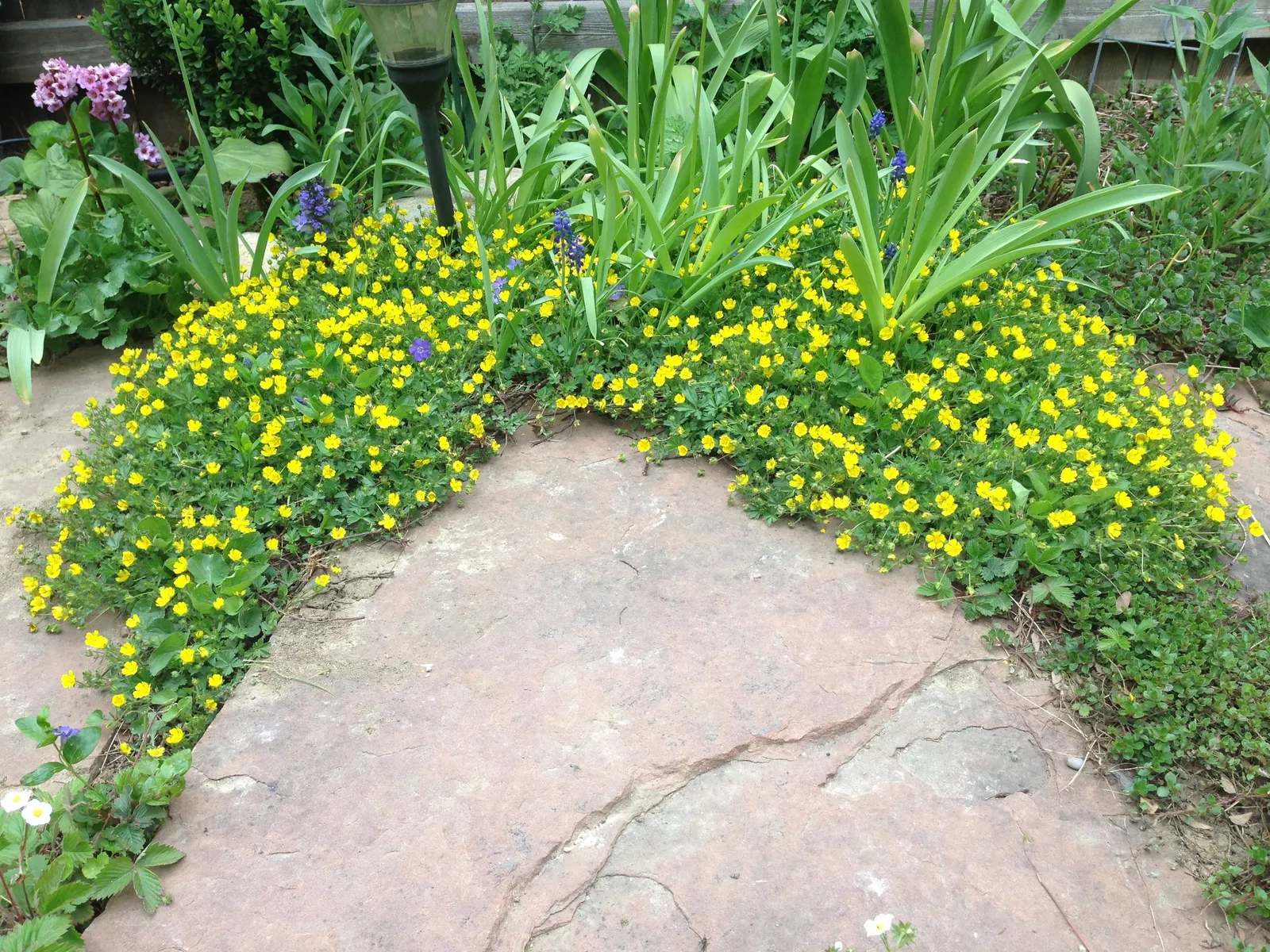 Cinquefoil (Potentilla Neumanniana) — especially in milder winter climates.<br><br>In designing a garden; providing a dense mat that effectively suppresses