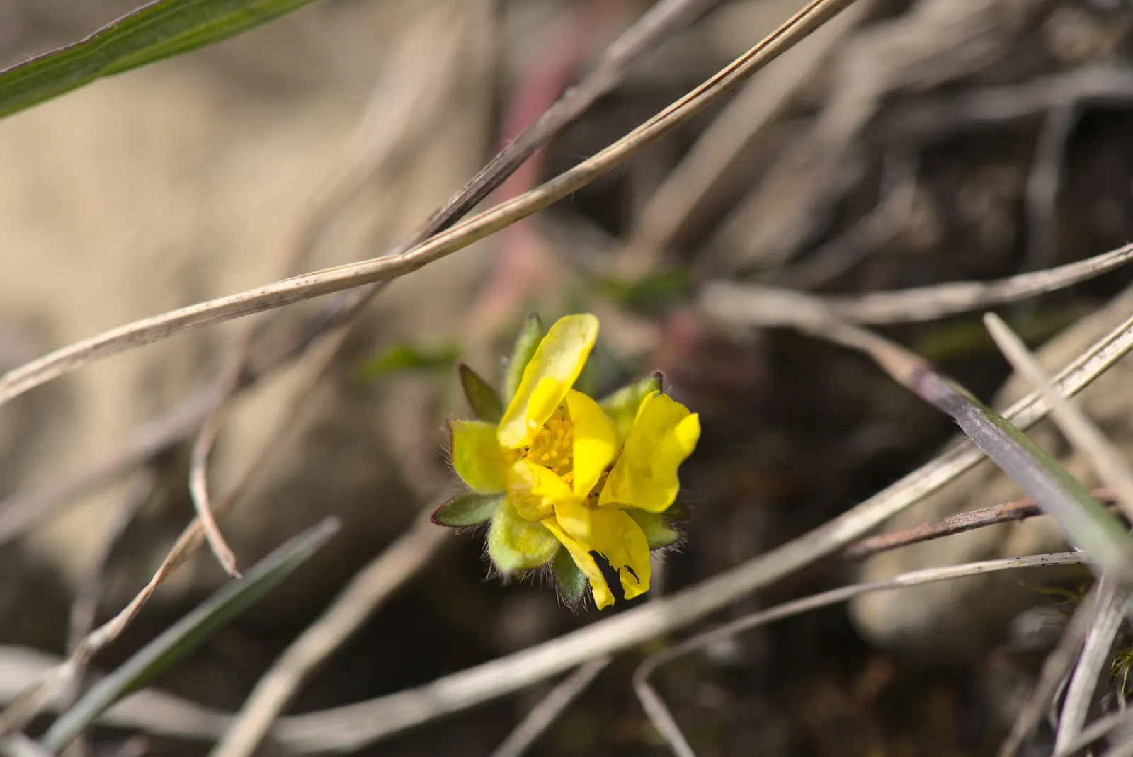 Cinquefoil (Potentilla Neumanniana) — It's drought-tolerant once established and ideal for rock gardens, borders, or erosion control; yellow flowers in the