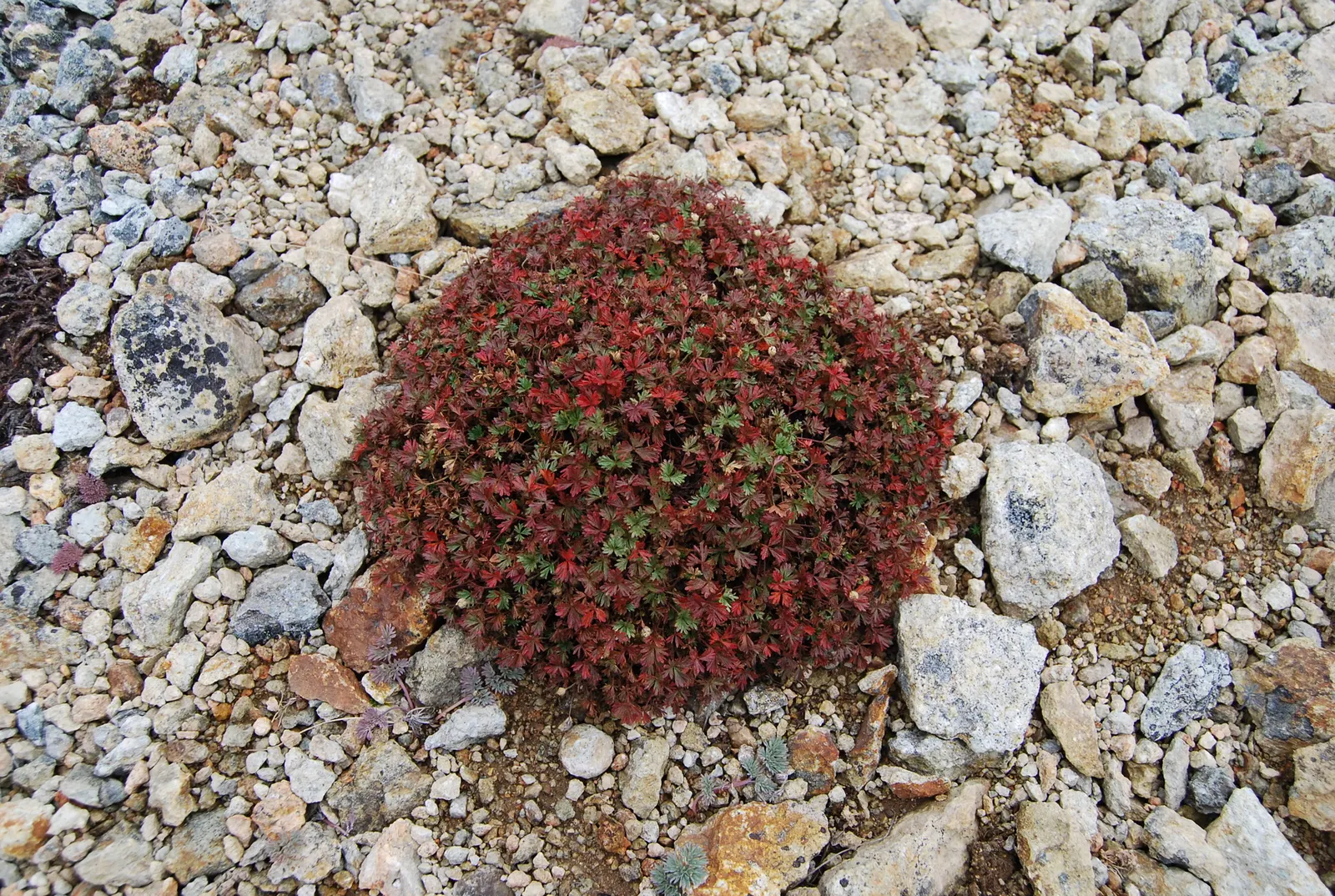 Cinquefoil (Potentilla Neumanniana) — commonly referred to as Cinquefoil or Spring Cinquefoil