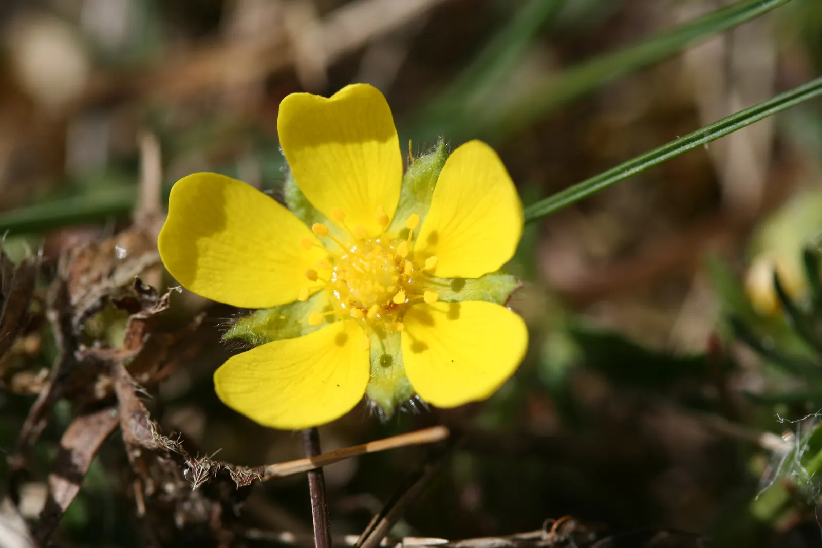 Cinquefoil (Potentilla Neumanniana) — It's drought-tolerant once established and ideal for rock gardens, borders, or erosion control; yellow, image 85