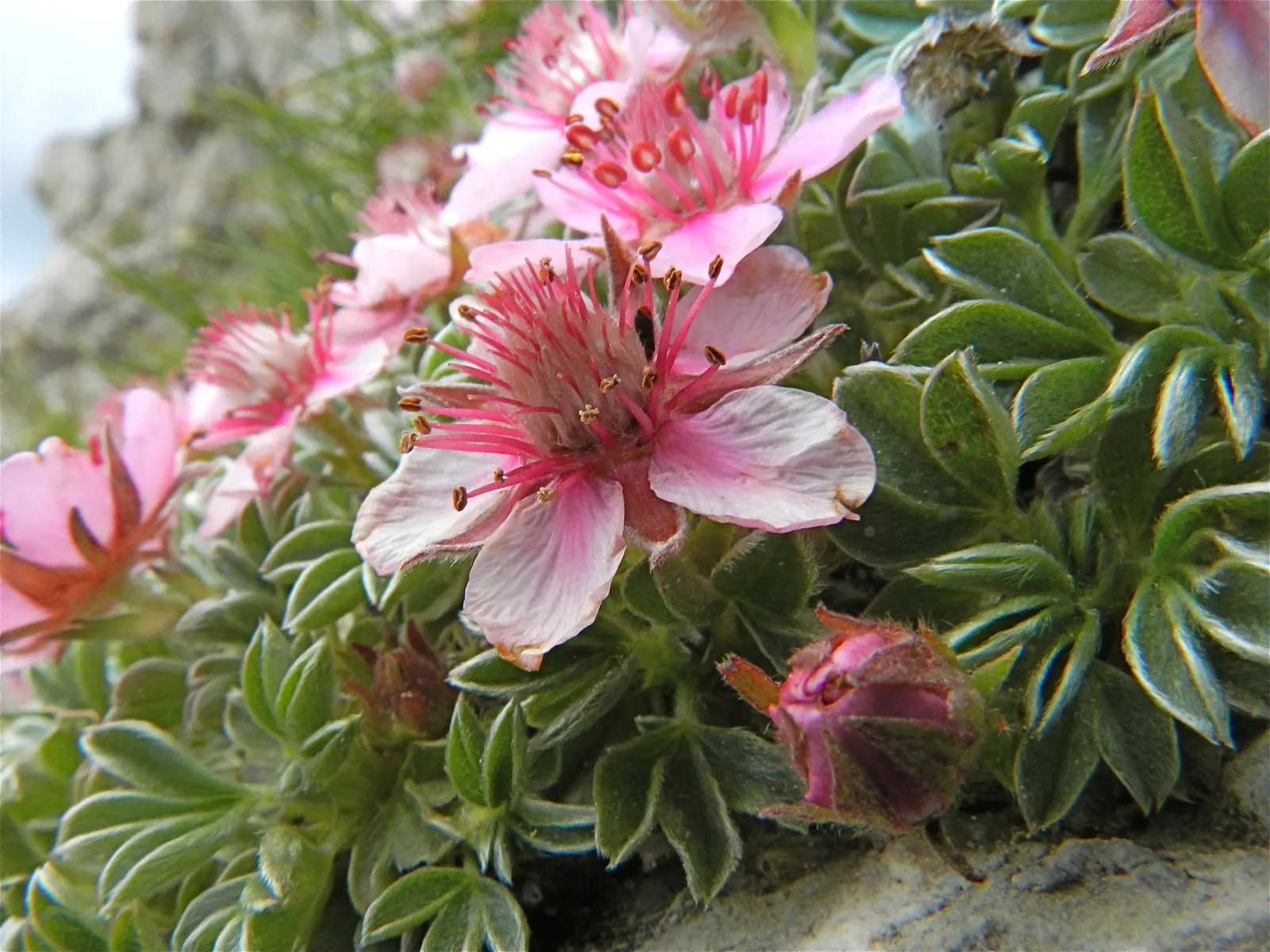 Cinquefoil (Potentilla Neumanniana) — low-maintenance landscapes; incorporating Potentilla neumanniana can provide a vivid, image 208