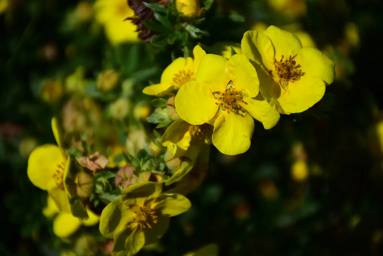 Cinquefoil (Potentilla Neumanniana) — Cinquefoil is drought-resistant; it is a versatile plant that thrives in USDA Hardiness Zones 4 through 8, image 152