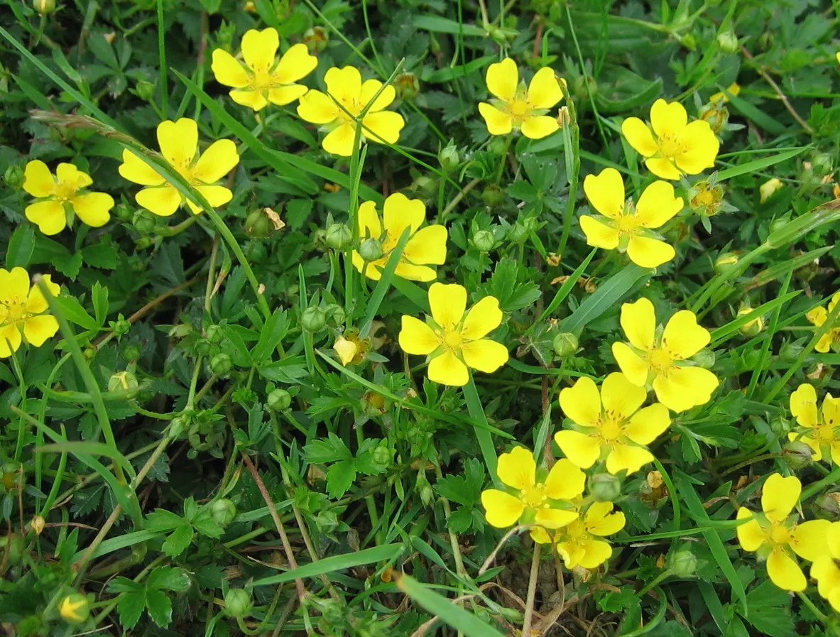 Cinquefoil (Potentilla Neumanniana) — It's drought-tolerant once established and ideal for rock gardens, borders, or erosion control