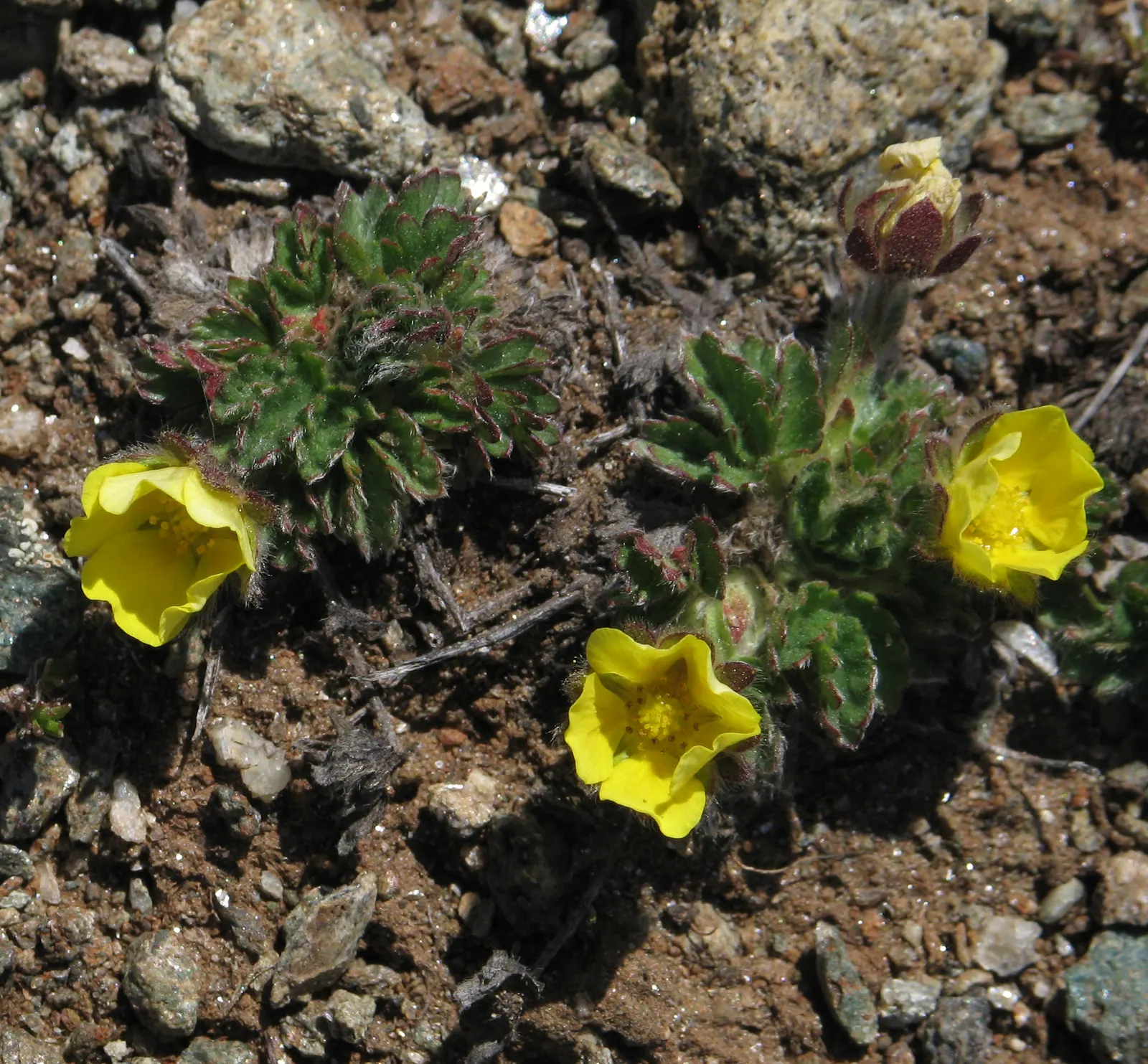 Cinquefoil (Potentilla Neumanniana) — Potentilla neumanniana is an excellent choice for rock gardens; is a perennial groundcover that boasts, image 121