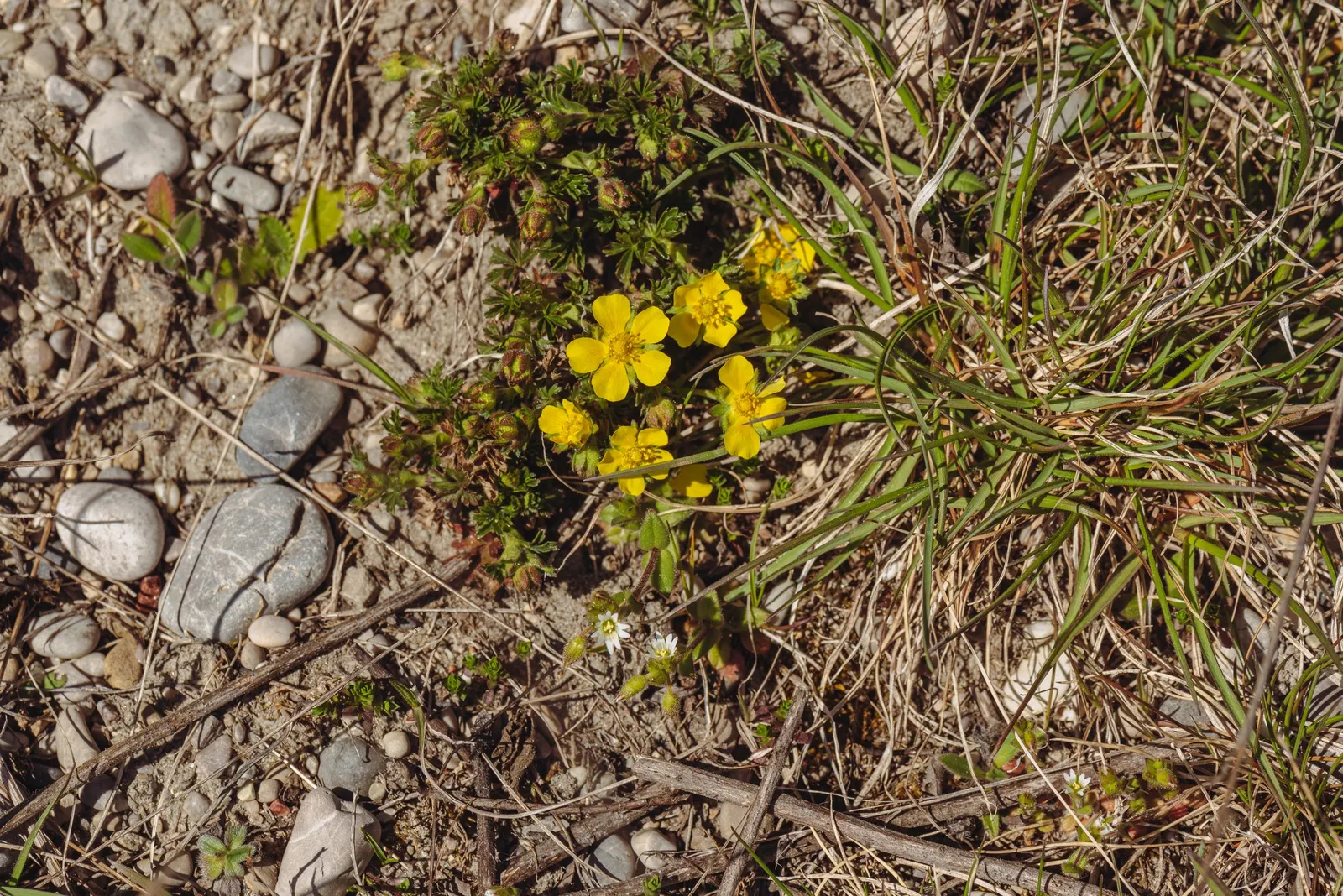 Cinquefoil (Potentilla Neumanniana) — providing a dense mat that effectively suppresses weeds; commonly referred to as Cinquefoil or Spring Cinquefoil