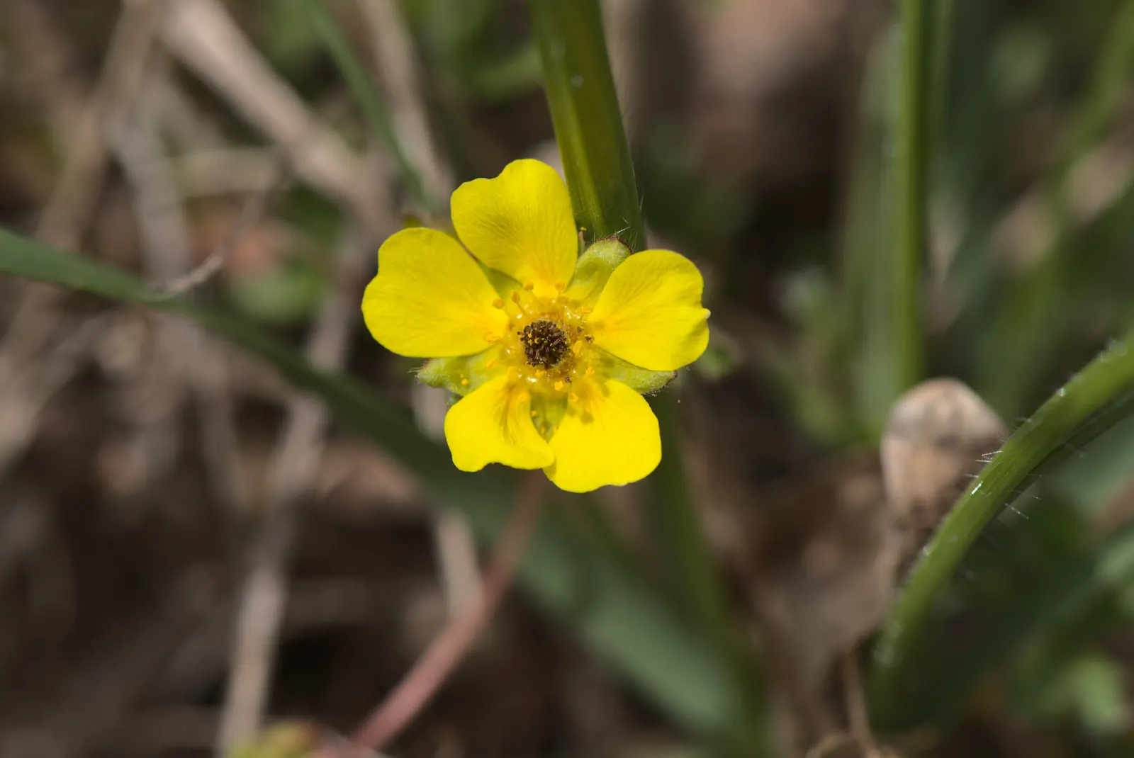 Cinquefoil (Potentilla Neumanniana) — though it flourishes in well-drained; cinquefoil (Potentilla neumanniana) is a low-growing perennial, image 70