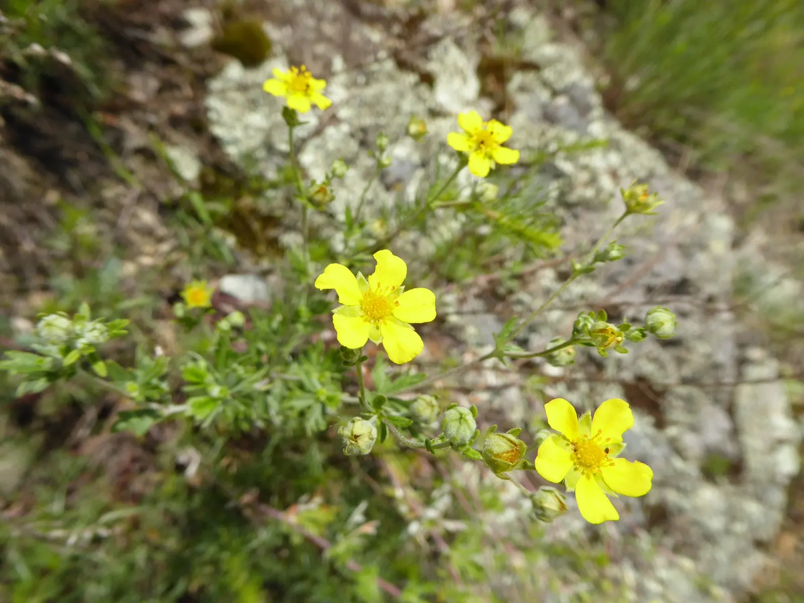Cinquefoil (Potentilla Neumanniana) — about 0.5 to 1 inch in diameter; its semi-evergreen foliage ensures year-round interest, image 92