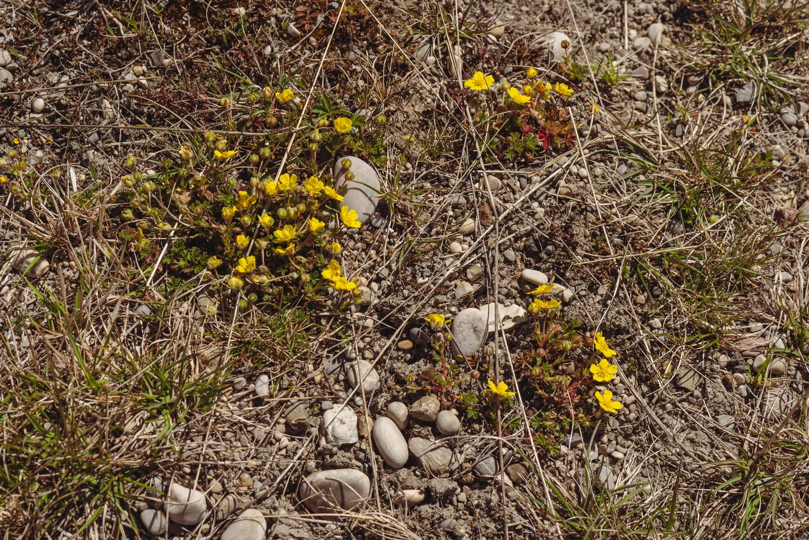 Cinquefoil (Potentilla Neumanniana) — the plant is adorned with bright yellow flowers; potentilla neumanniana is an excellent choice for rock, image 64