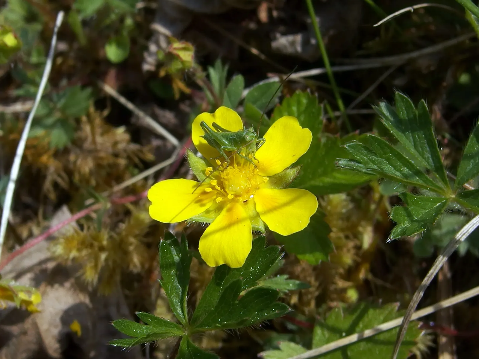 Cinquefoil (Potentilla Neumanniana) — yellow flowers in the garden; the plant is adorned with bright yellow flowers, image 79