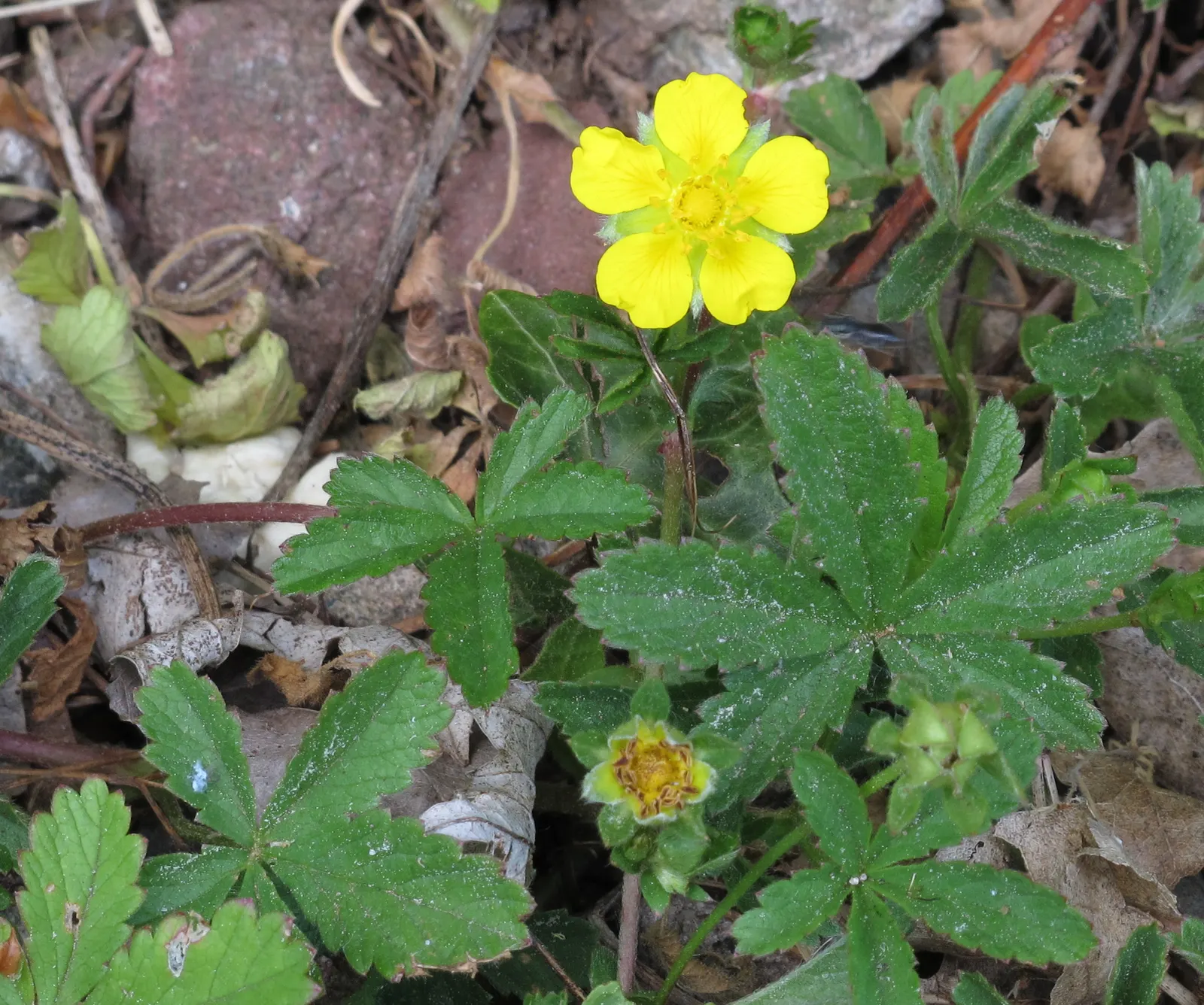 Cinquefoil (Potentilla Neumanniana) — Cinquefoil is drought-resistant