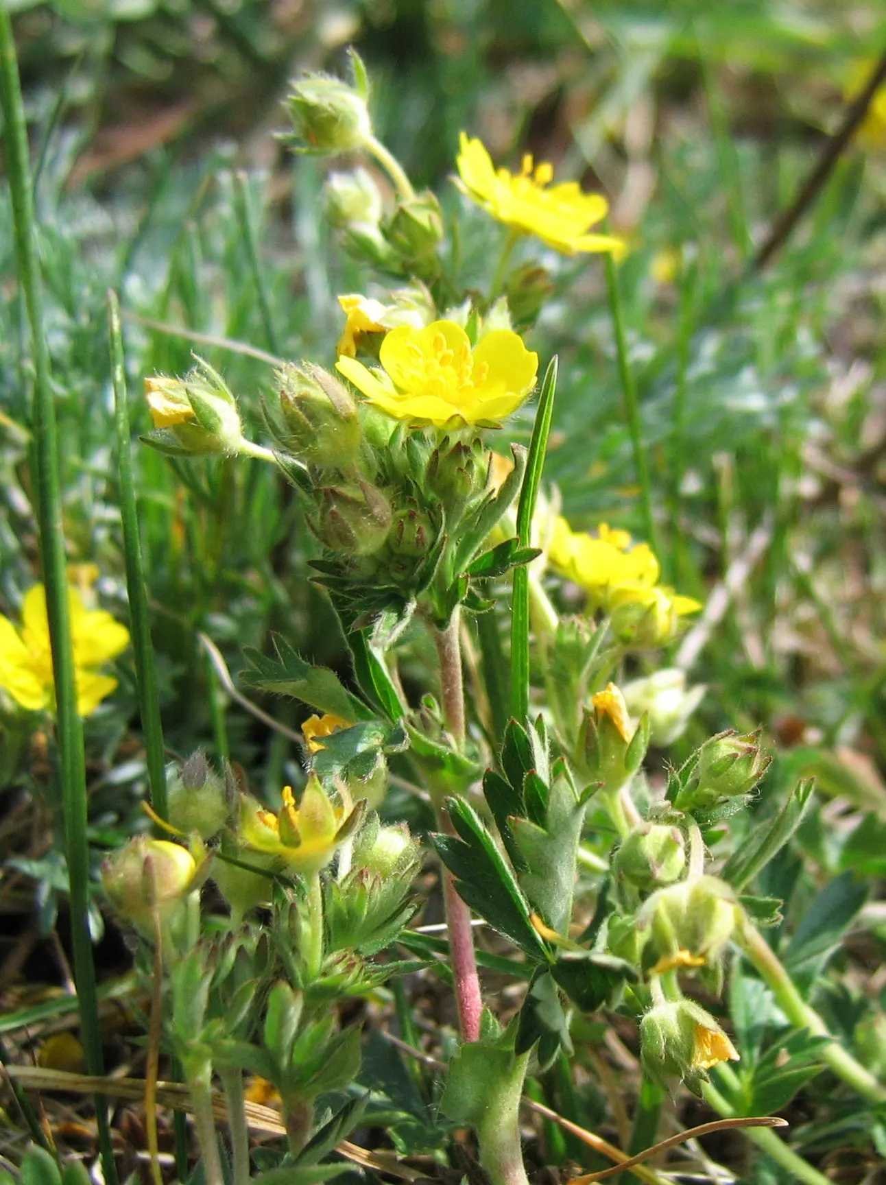 Cinquefoil (Potentilla Neumanniana) — Blooming occurs in early to mid-spring, adding a splash of color to the landscape, image 59