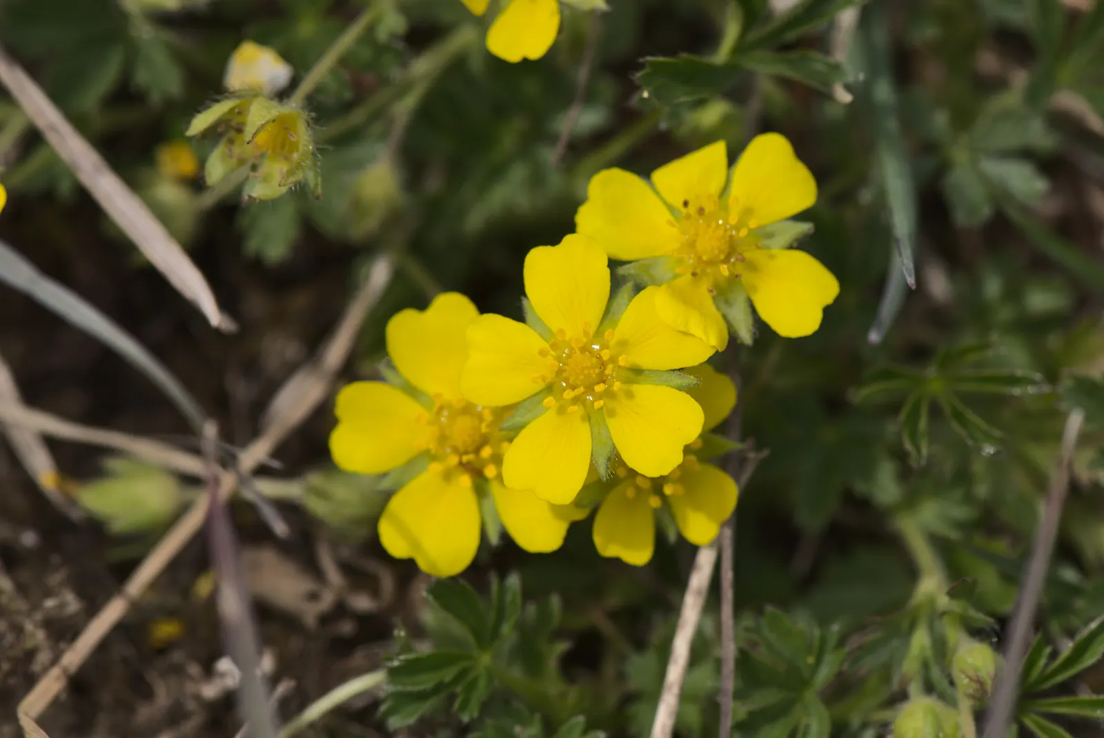 Cinquefoil (Potentilla Neumanniana) — providing a dense mat that effectively suppresses weeds; commonly referred to as Cinquefoil or Spring, image 63