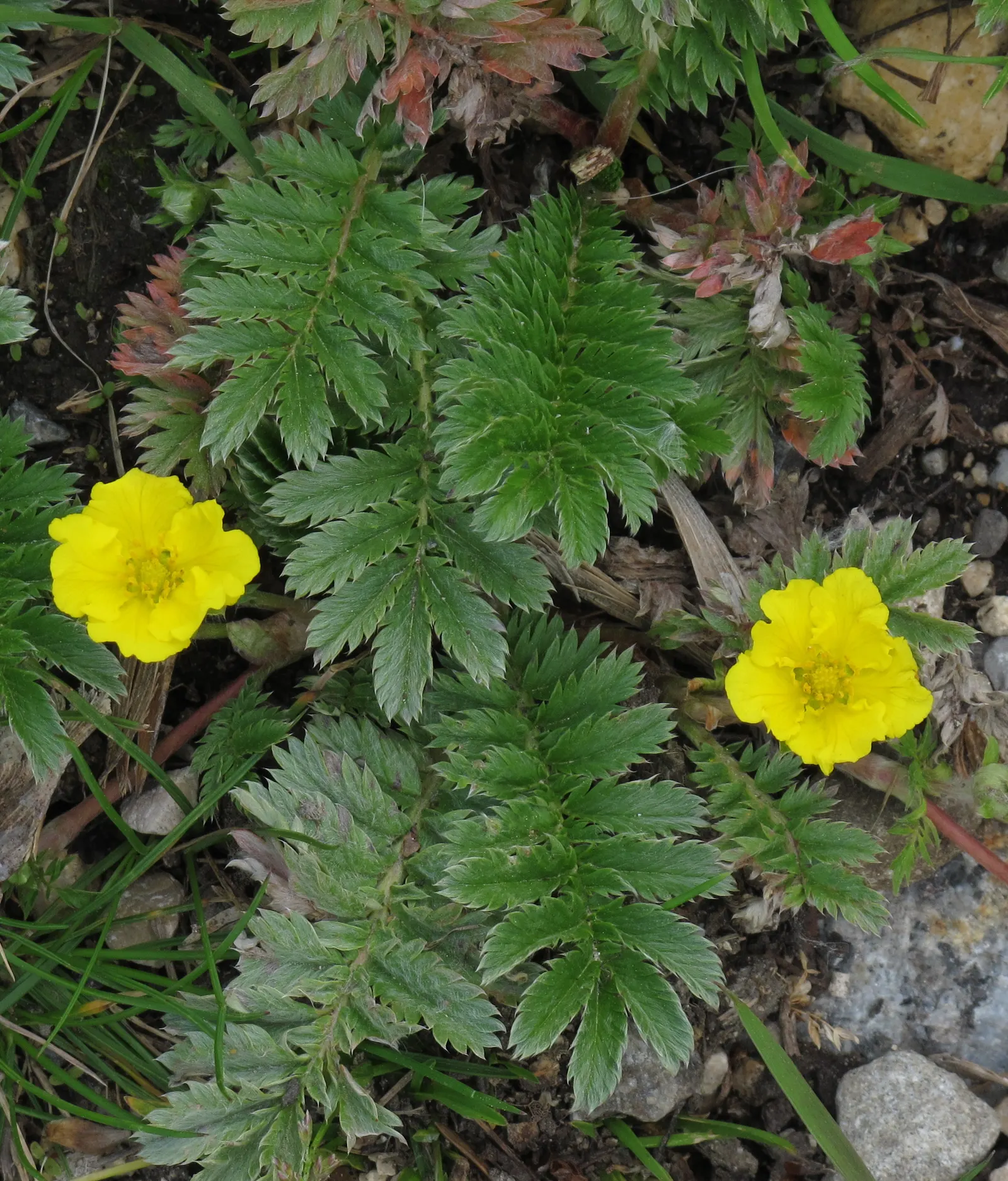 Cinquefoil (Potentilla Neumanniana) — about 0.5 to 1 inch in diameter; its semi-evergreen foliage ensures year-round interest, image 119