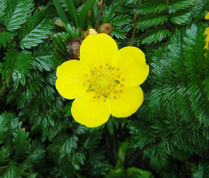 Cinquefoil (Potentilla Neumanniana) — incorporating Potentilla neumanniana can provide a vivid; though it flourishes in well-drained, image 211