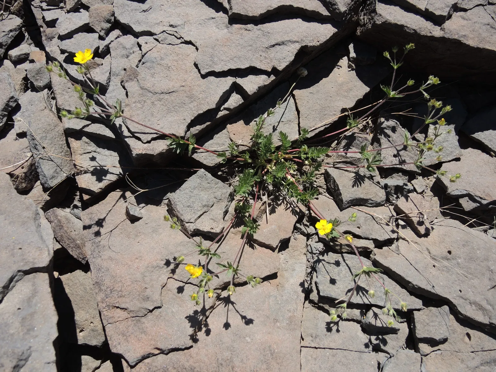Cinquefoil (Potentilla Neumanniana) — Blooming occurs in early to mid-spring, adding a splash of color to the landscape, image 140
