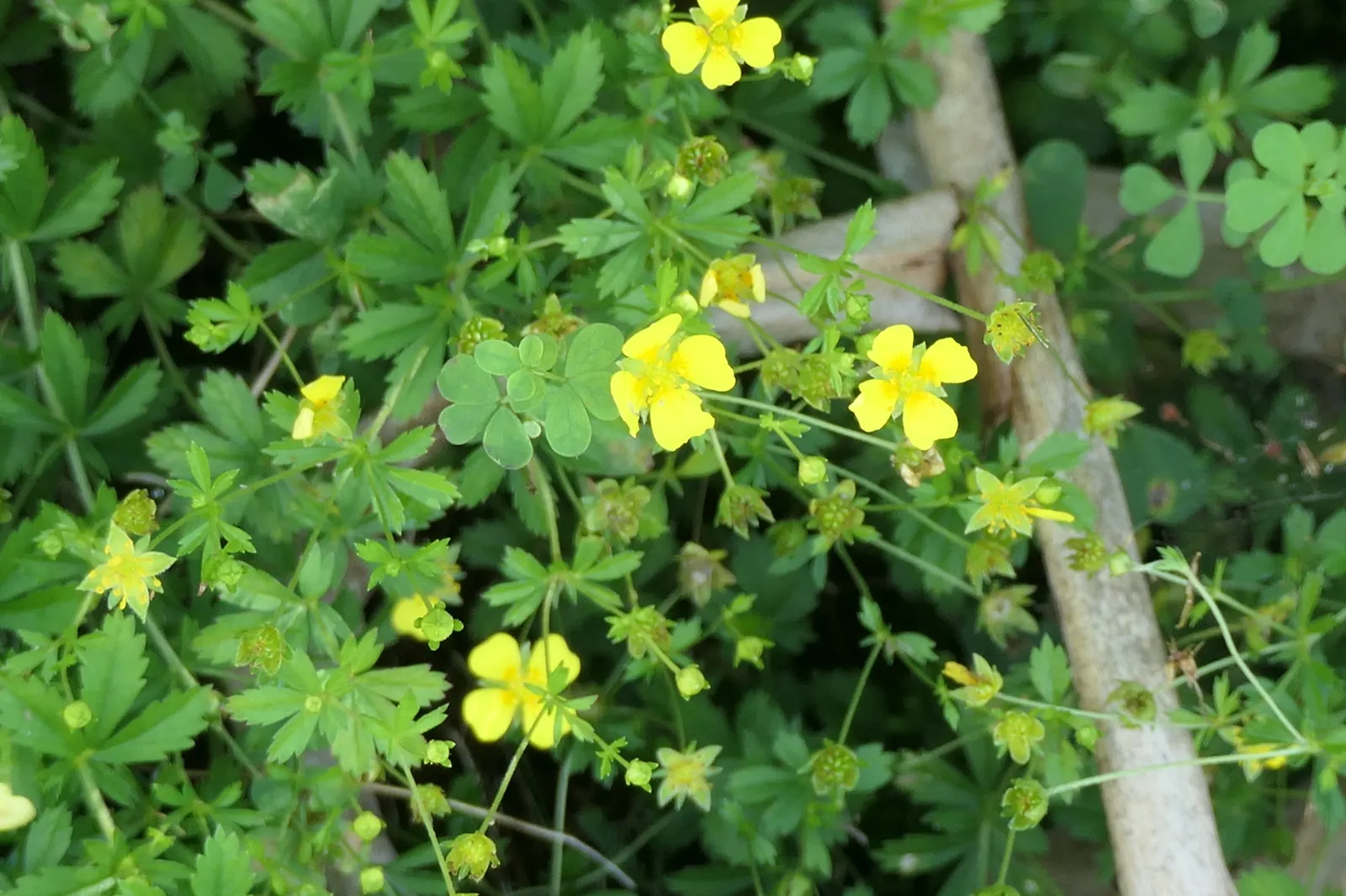 Cinquefoil (Potentilla Neumanniana) — It's drought-tolerant once established and ideal for rock gardens, borders, or erosion control; yellow, image 139