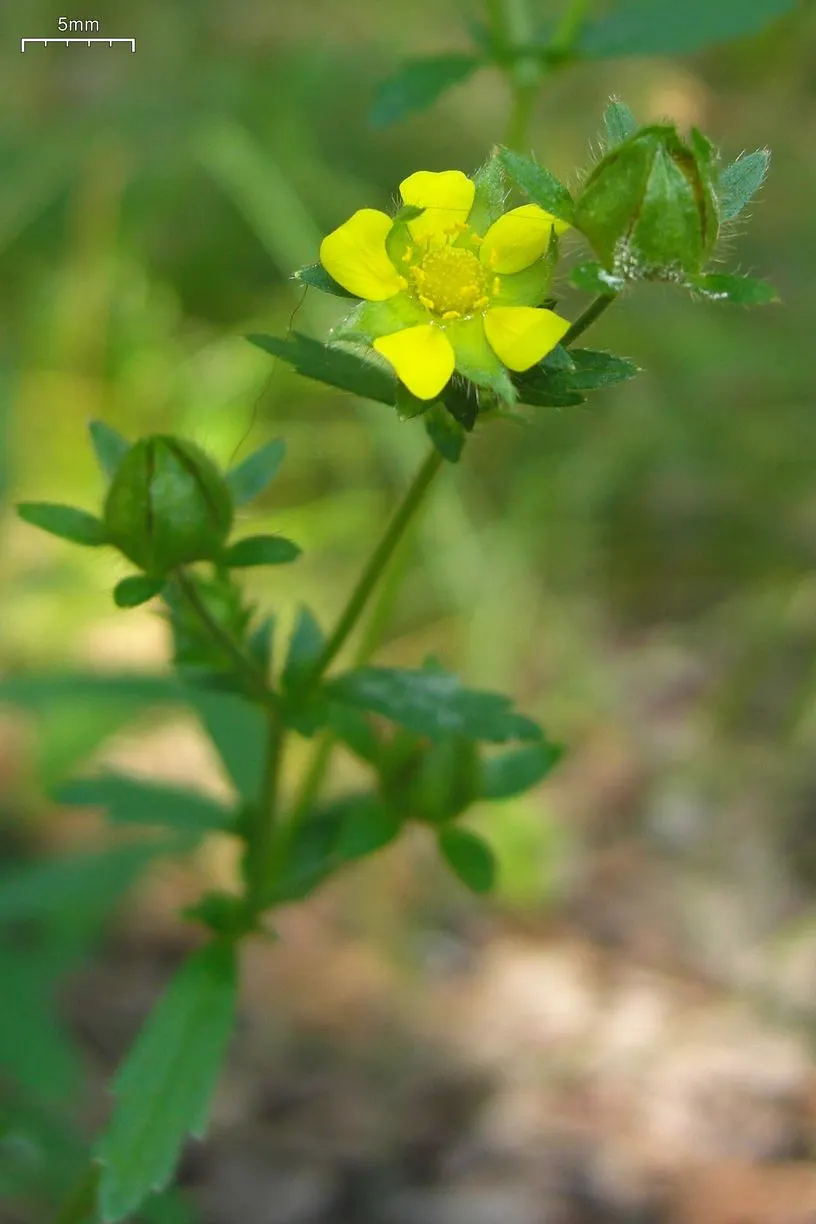 Cinquefoil (Potentilla Neumanniana) — commonly referred to as Cinquefoil or Spring Cinquefoil; which offer a dazzling display of color and attract, image 87