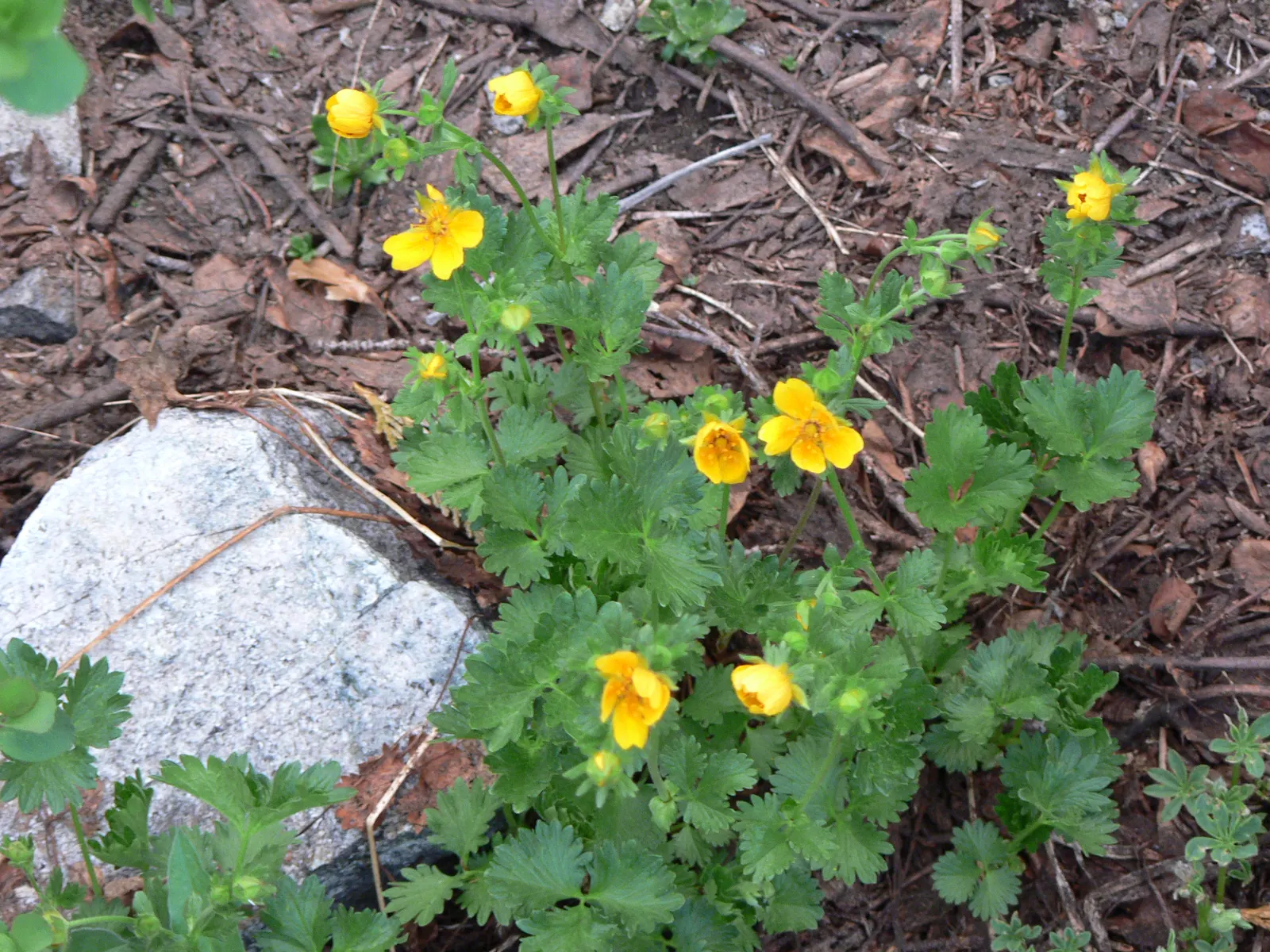 Cinquefoil (Potentilla Neumanniana) — commonly referred to as Cinquefoil or Spring Cinquefoil; which offer a dazzling display of color and attract, image 141