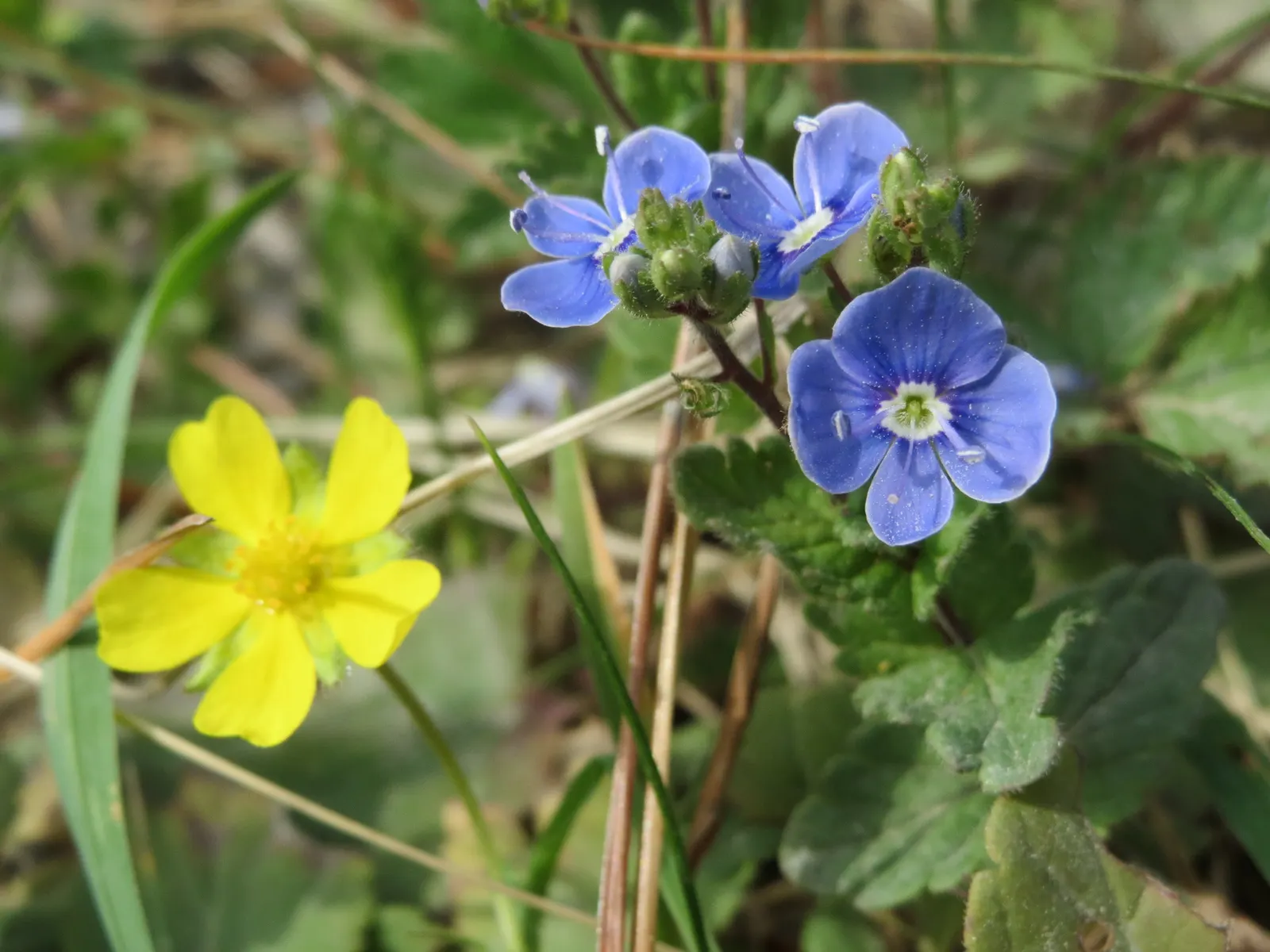 Cinquefoil (Potentilla Neumanniana) — creating an aesthetically pleasing tapestry of texture and color