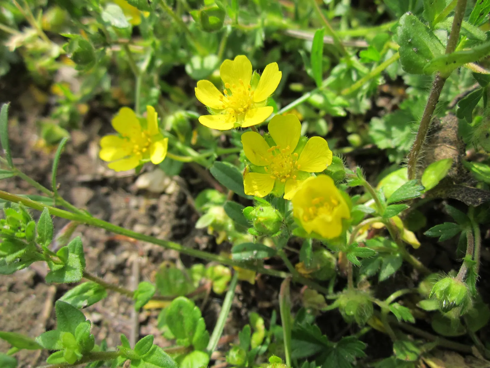Cinquefoil (Potentilla Neumanniana) — This groundcover spreads 6-12 inches wide and reaches 4-6 inches high, preferring full sun to partial shade, image 84