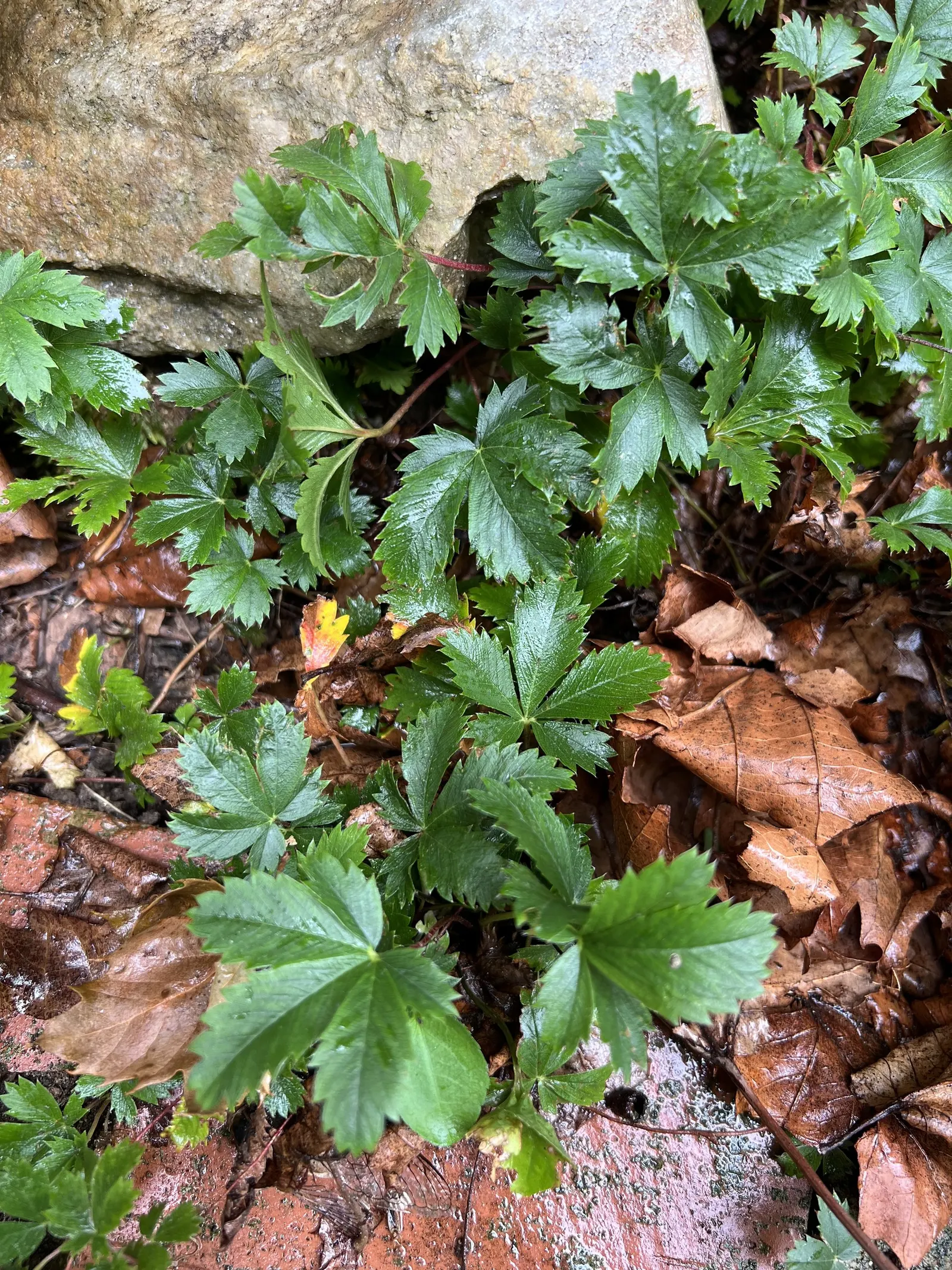 Cinquefoil (Potentilla Neumanniana) — Cinquefoil (Potentilla neumanniana) is a low-growing perennial, thriving in USDA zones 4-8; it's, image 109