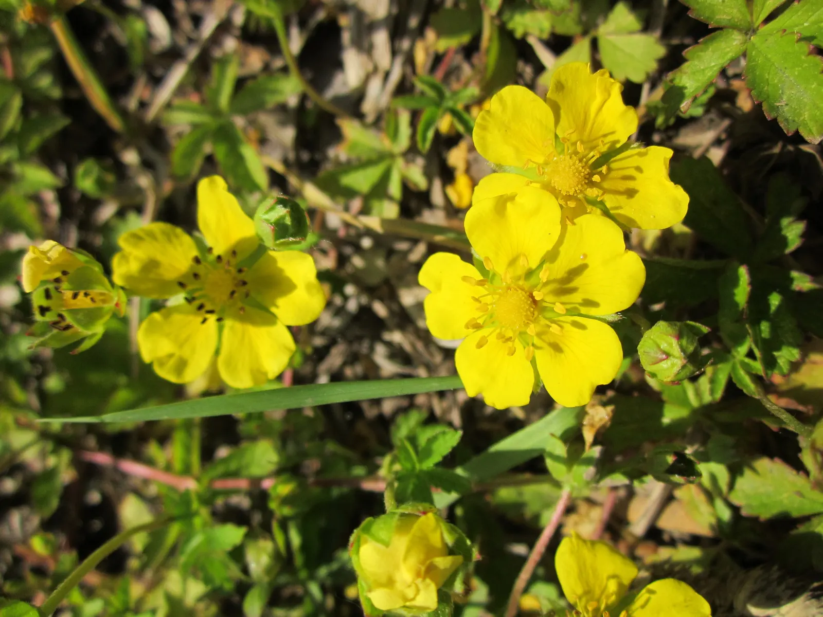 Cinquefoil (Potentilla Neumanniana) — ground cover with yellow blooms; cinquefoil is drought-resistant, image 188