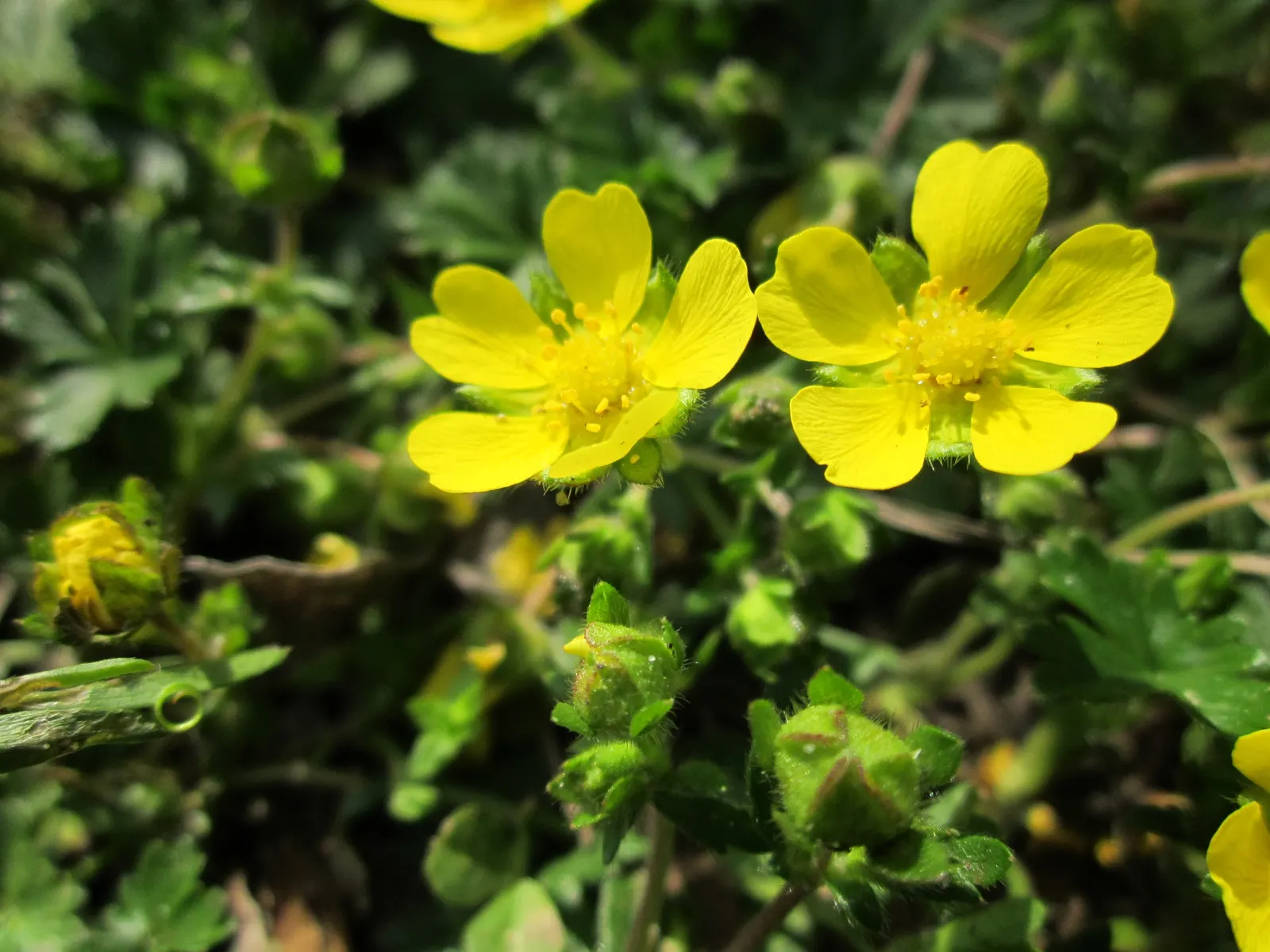 Cinquefoil (Potentilla Neumanniana) — though it flourishes in well-drained; cinquefoil (Potentilla neumanniana) is a low-growing perennial, thriving in USDA