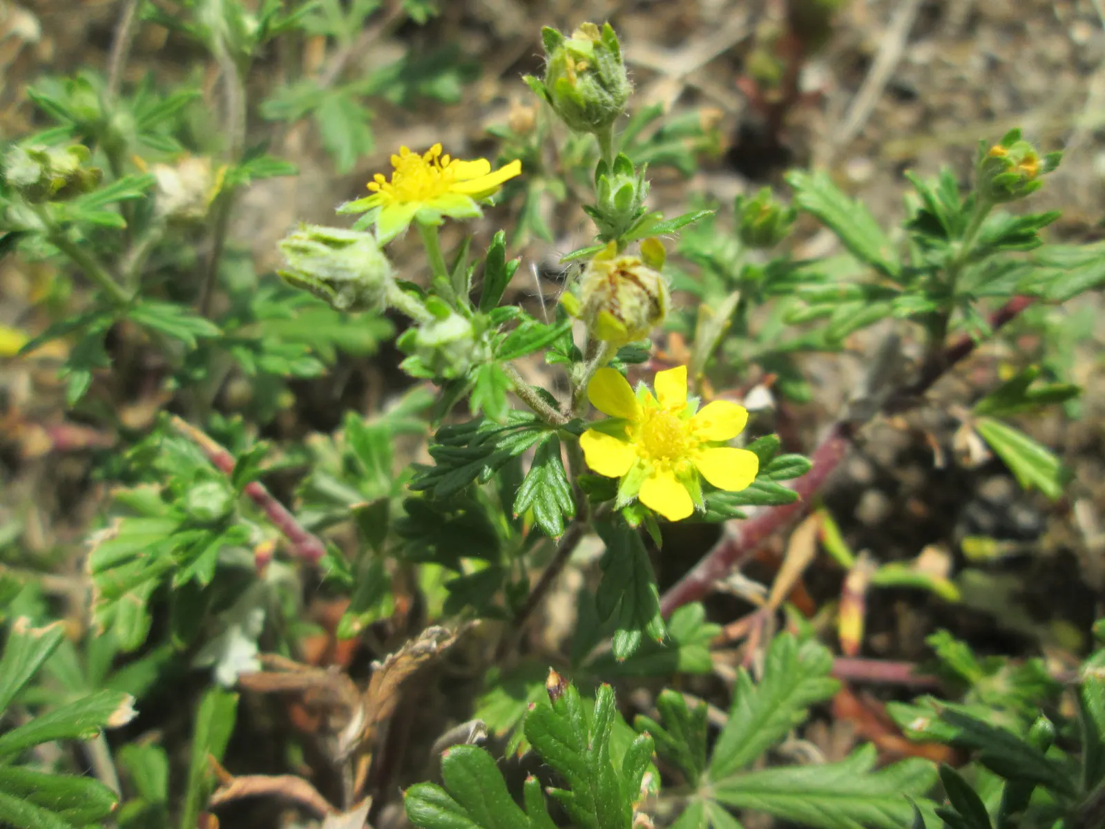 Cinquefoil (Potentilla Neumanniana) — ground cover with yellow blooms; cinquefoil is drought-resistant, image 80