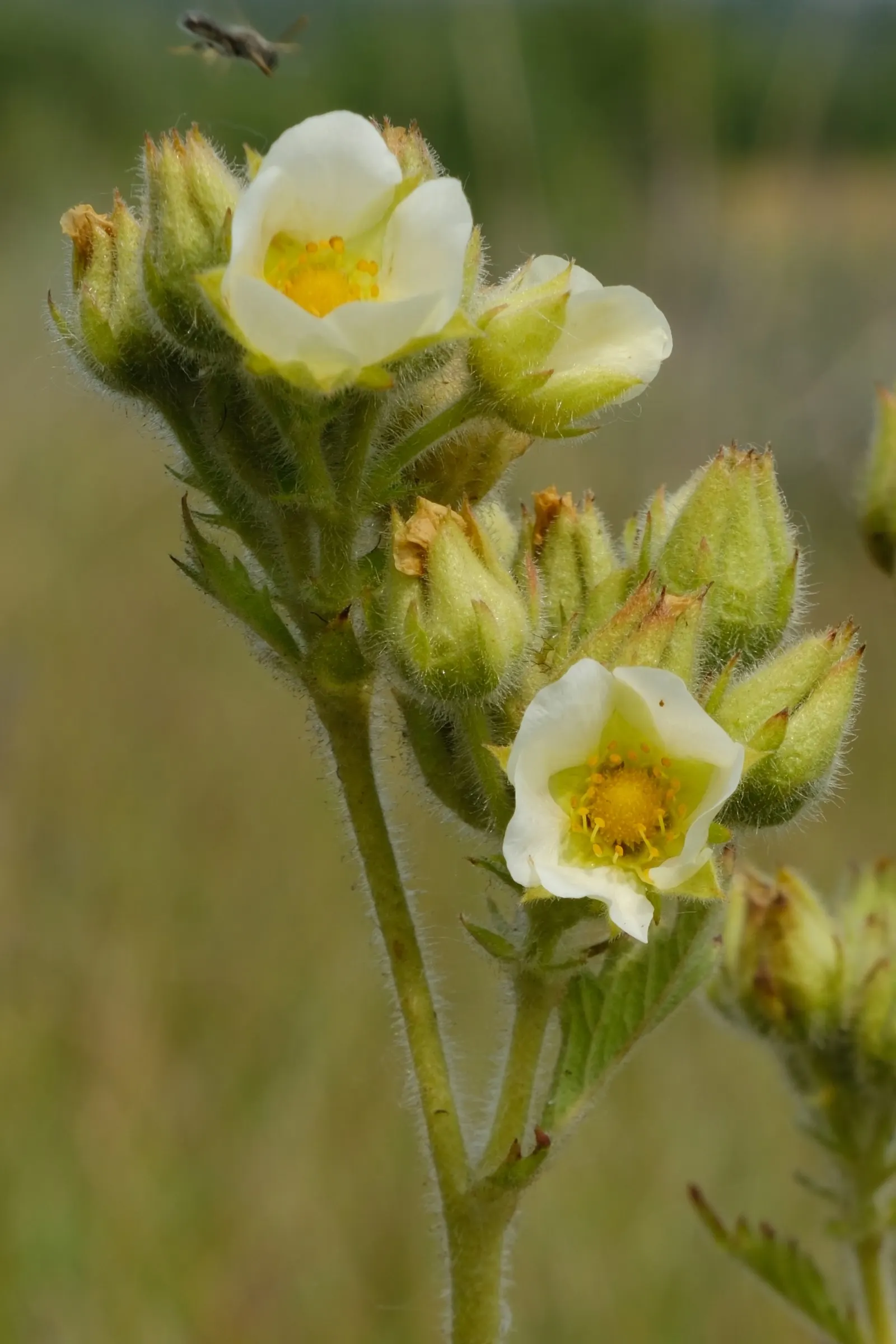 Cinquefoil (Potentilla Neumanniana) — This plant prefers full sun to partial shade and is highly adaptable to various soil types
