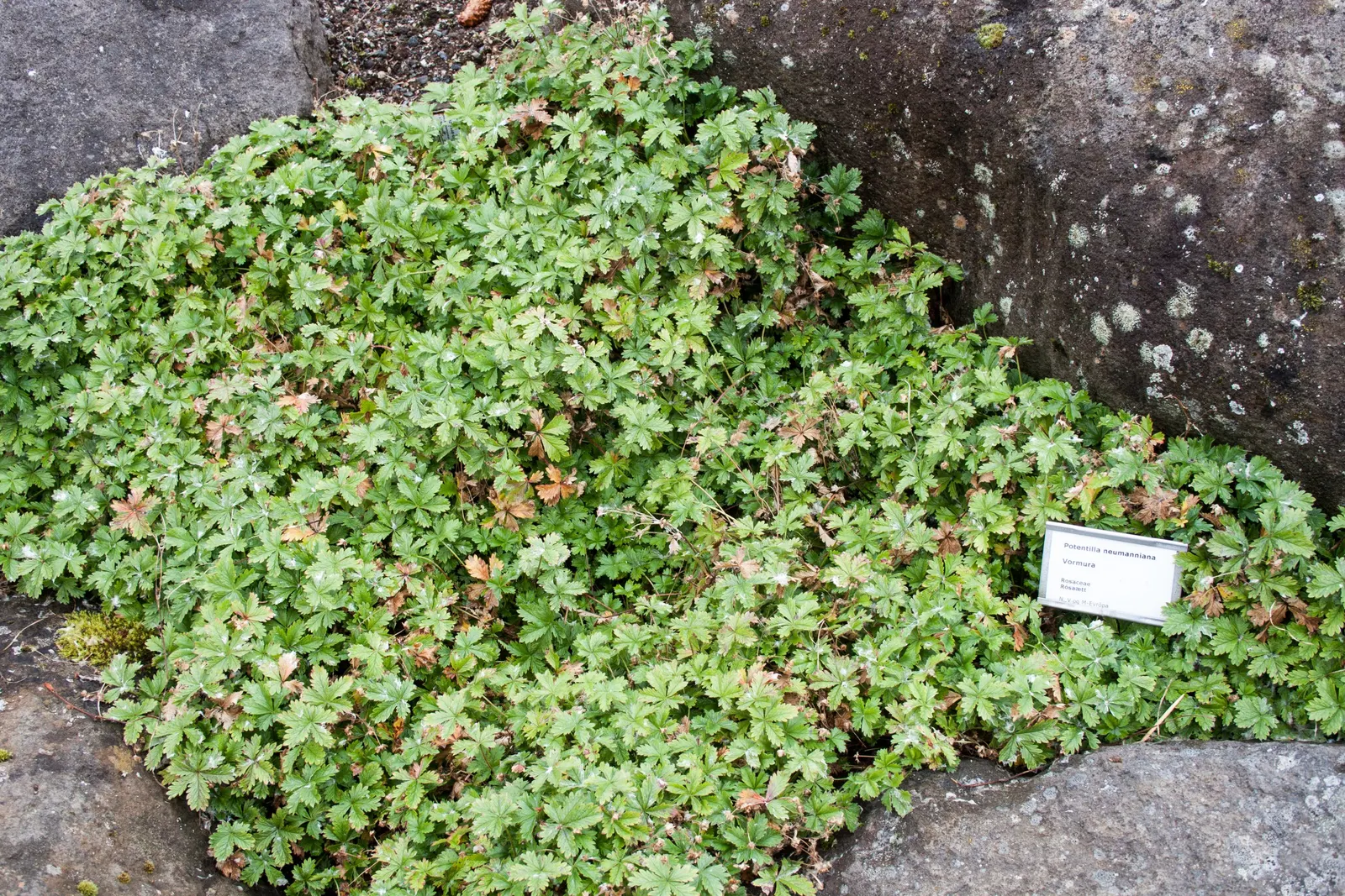 Cinquefoil (Potentilla Neumanniana) — ground cover for full or half or shade; creating an aesthetically pleasing tapestry of texture and color, image 135